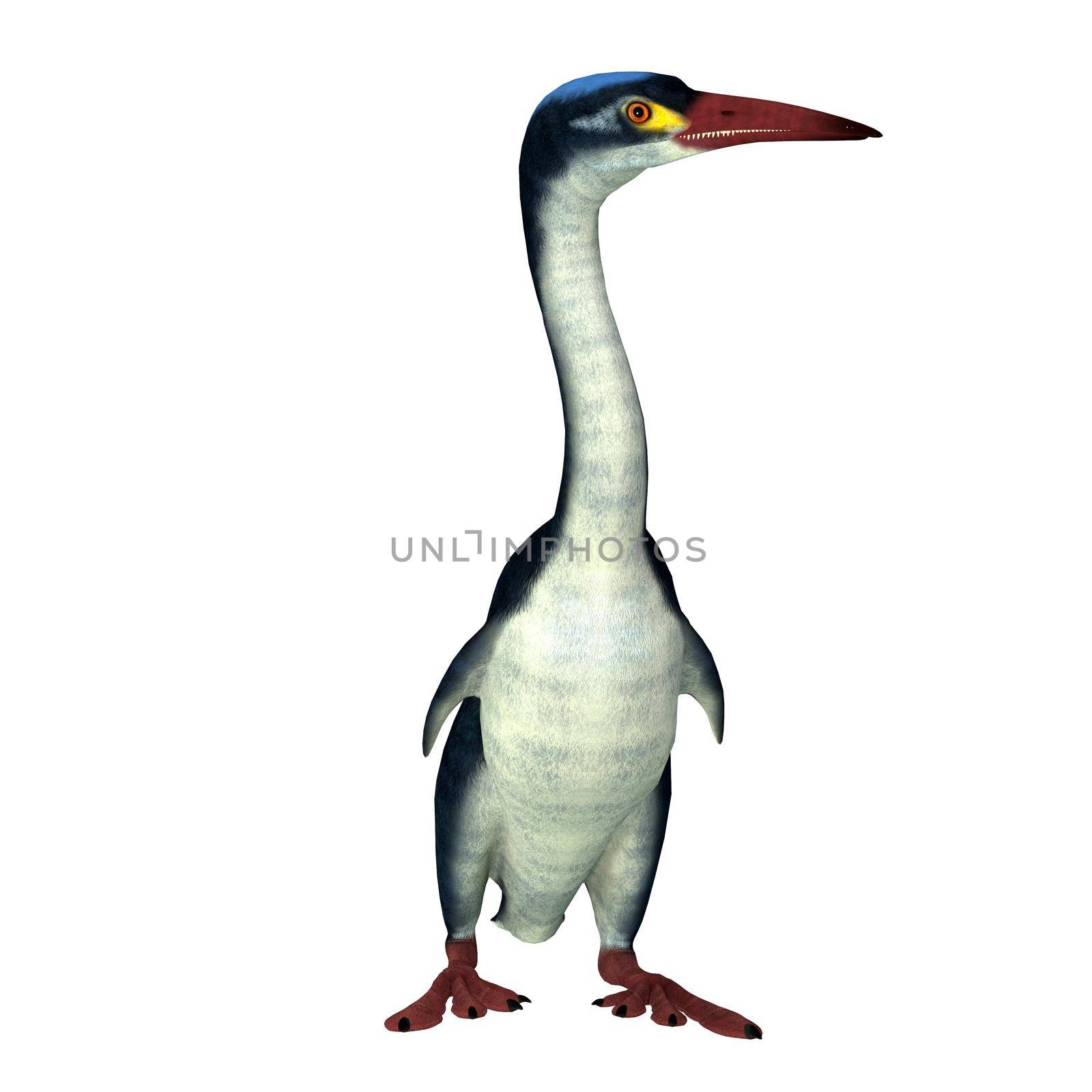 Hesperornis Bird Front by Catmando