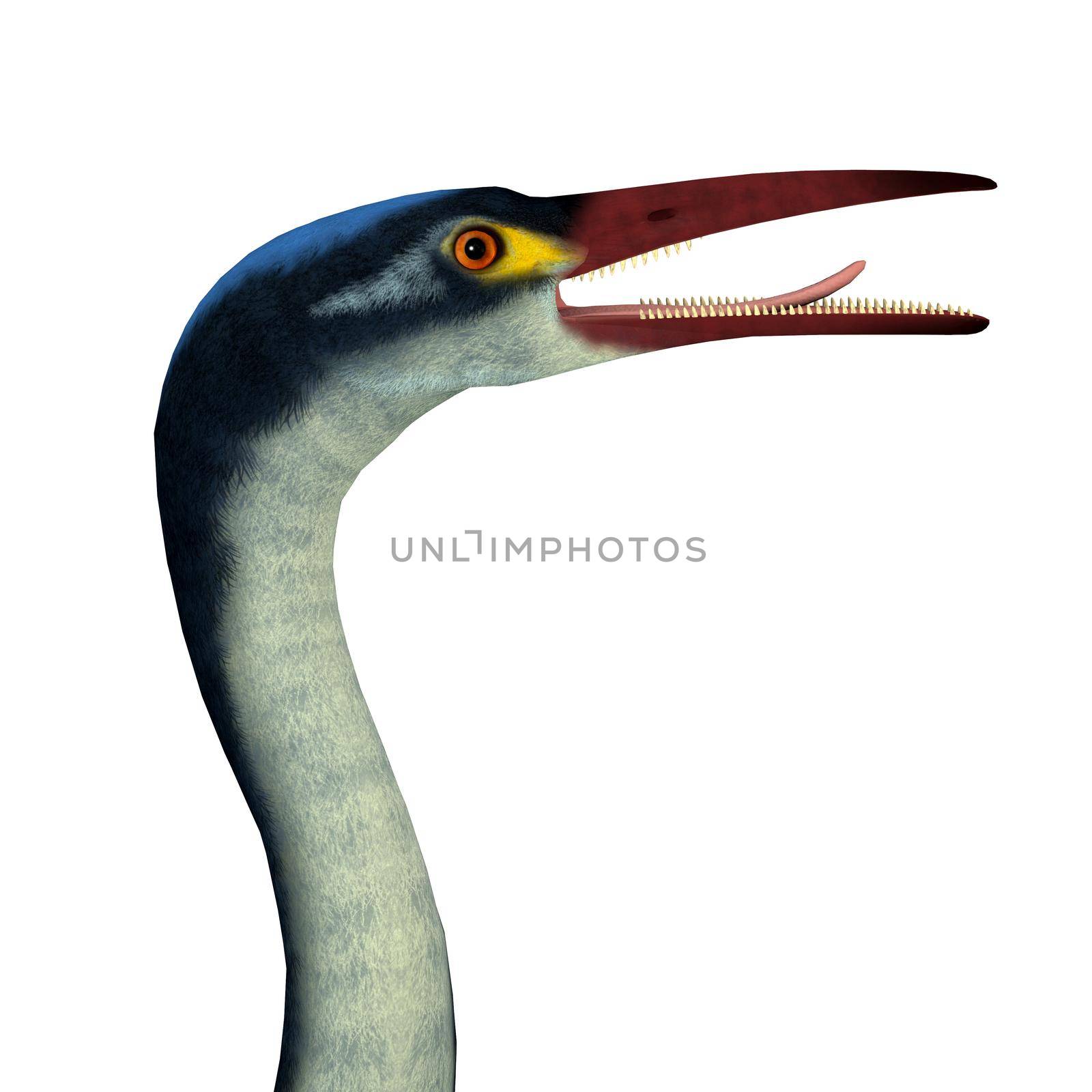 Hesperornis Bird Head by Catmando