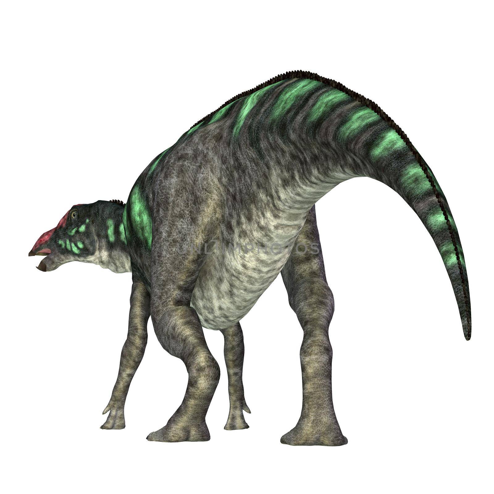 Maiasaura was a herbivorous duck-billed Hadrosaur dinosaur that lived in Montana during the Cretaceous Period.