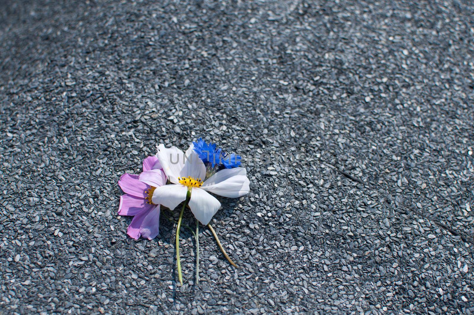 some little flowers lies on the pavement.