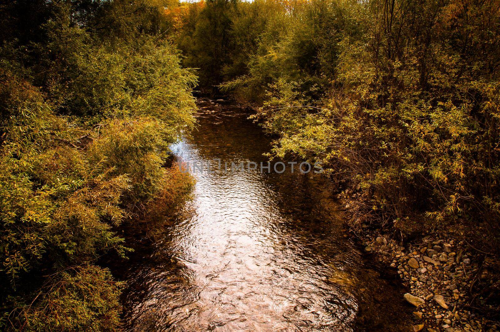 Forest river flow landscape. River wild in forest. Forest river landscape.