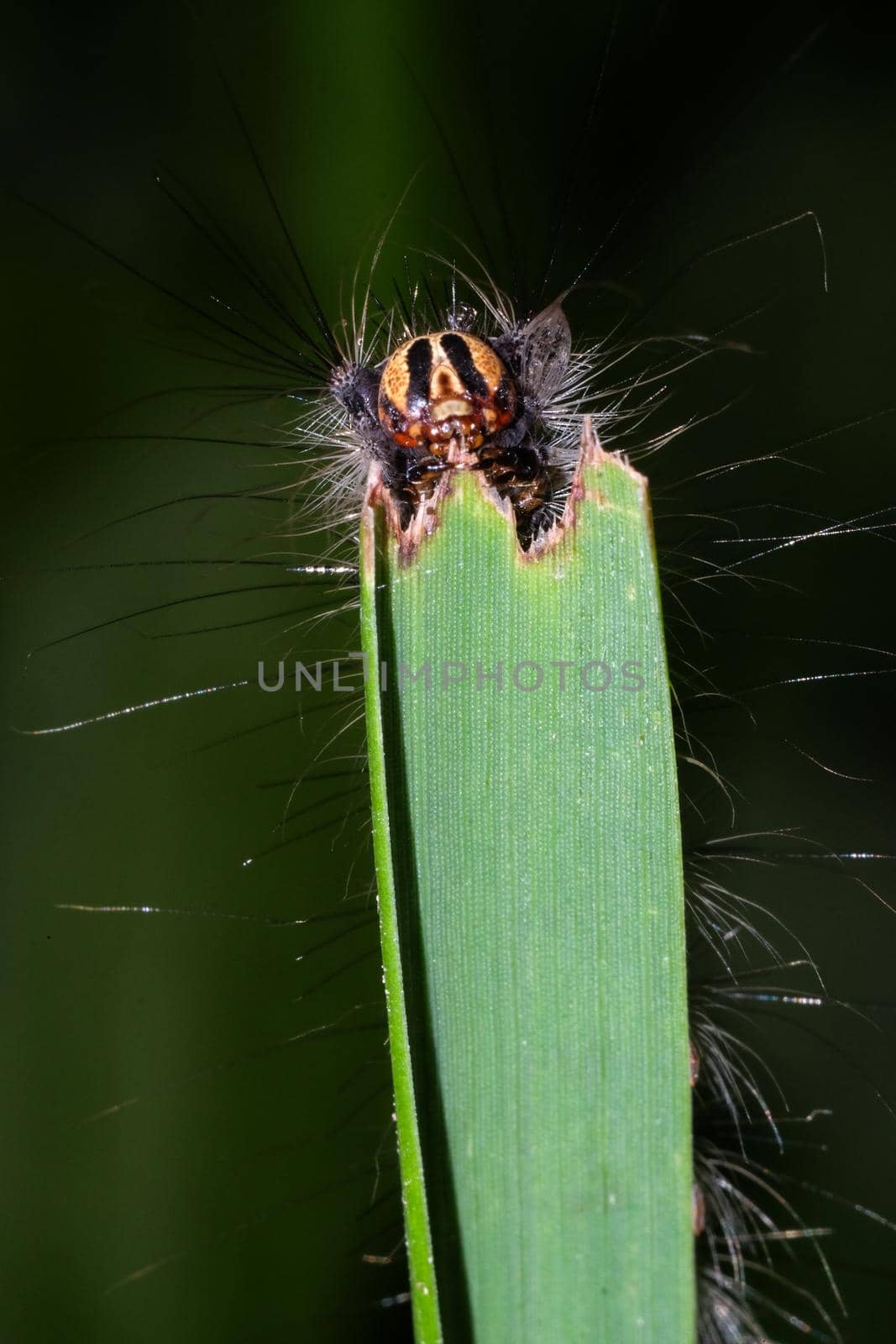 a fluffy caterpillar with a yellow stripe on its back crawls on a blade of grass close up by karpovkottt