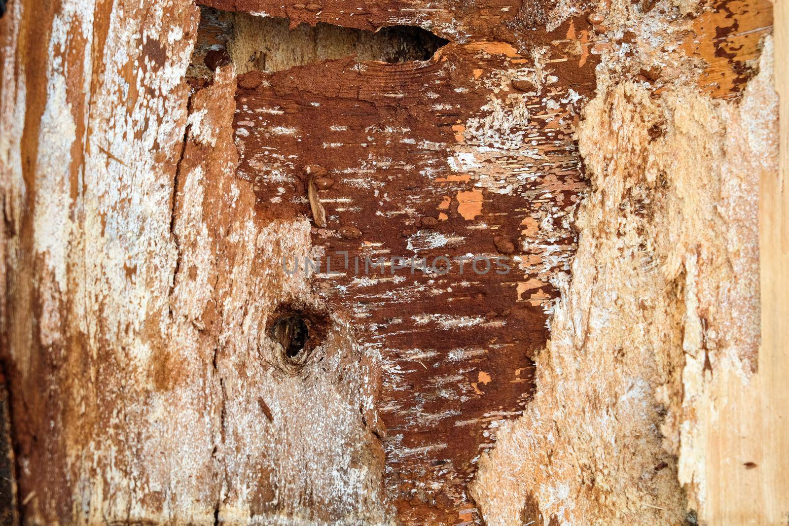 The picture shows a close-up of bark of the tree structure.