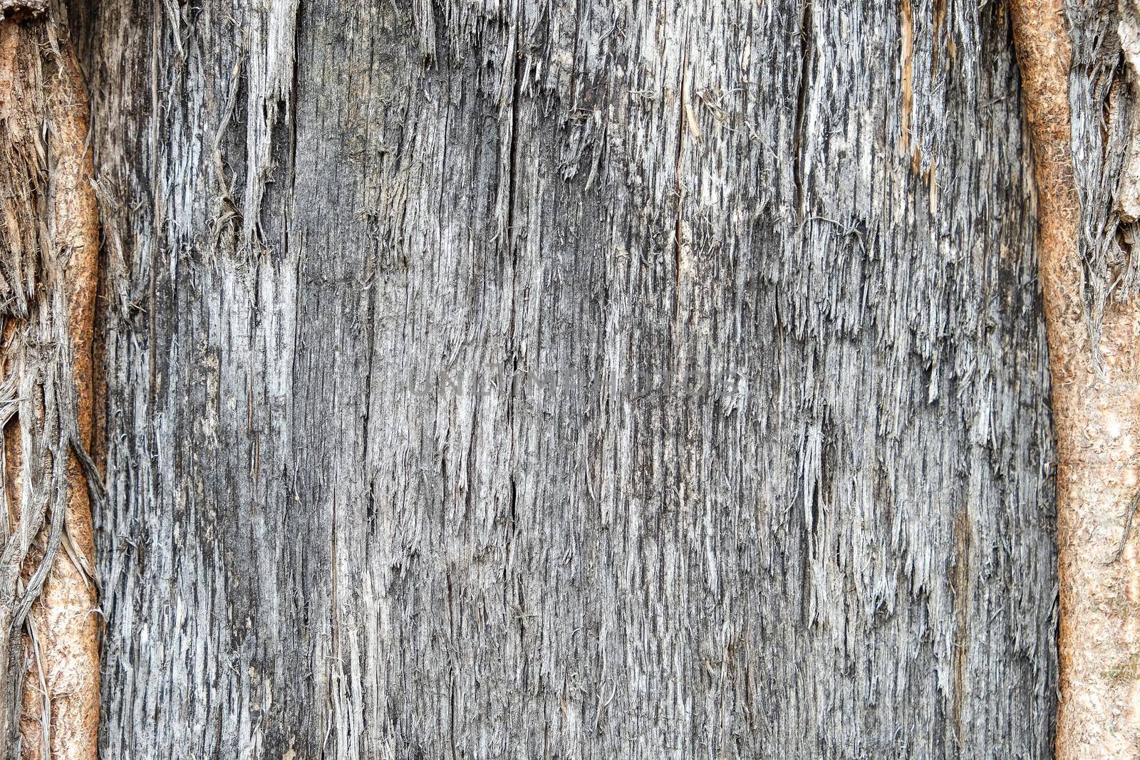 Old natural wooden shabby background close up, old wood background, texture of bark wood use as natural background.