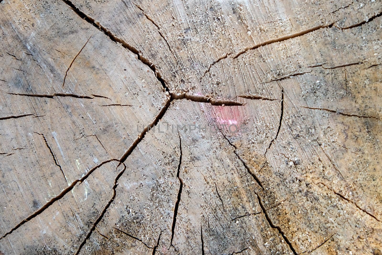 wooden background or texture. Natural wood pattern.