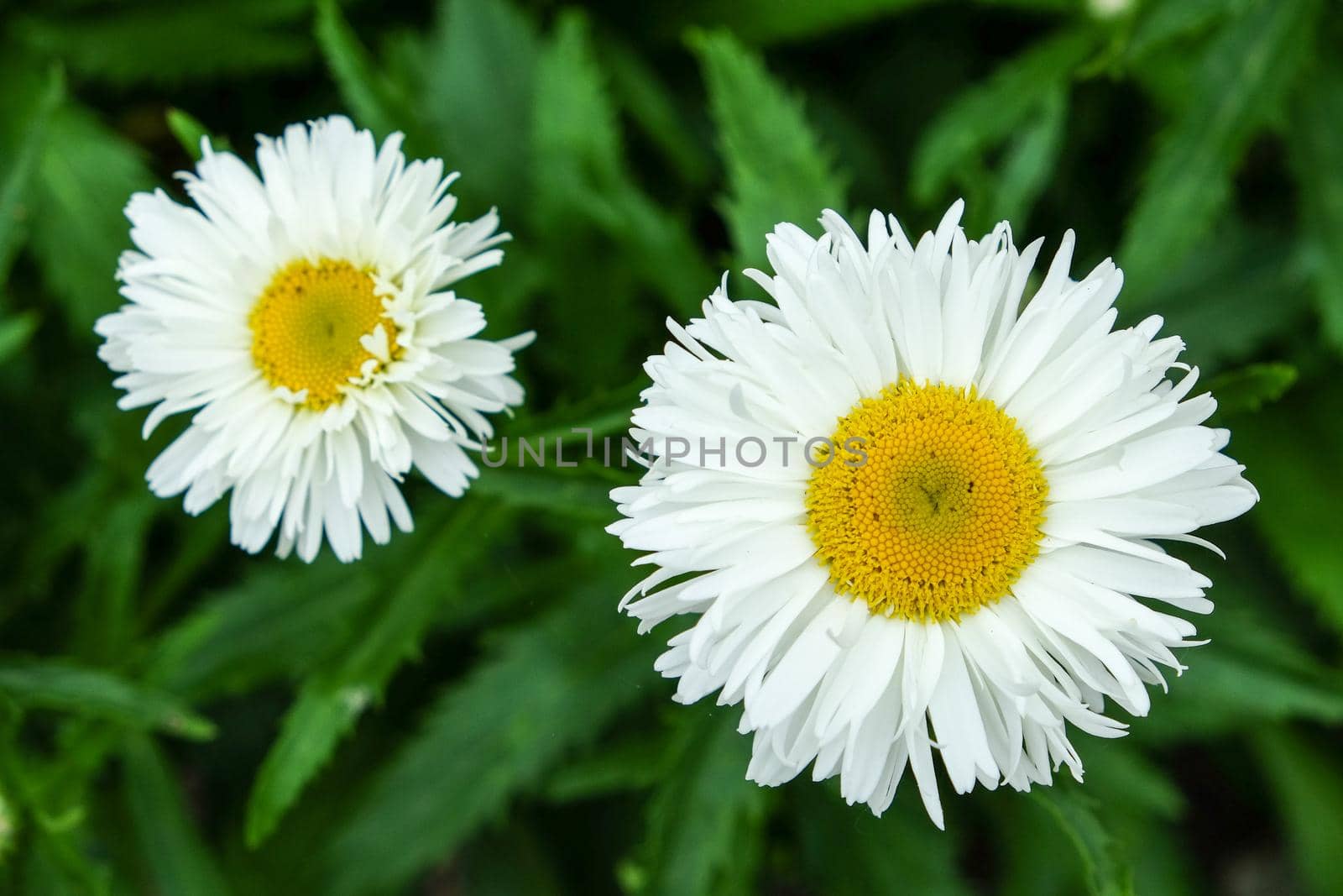 photo with two beautiful daisies. Flowers have white leaves, and gold centers consist of small yellow balls. Chamomile grow from dark green grass
