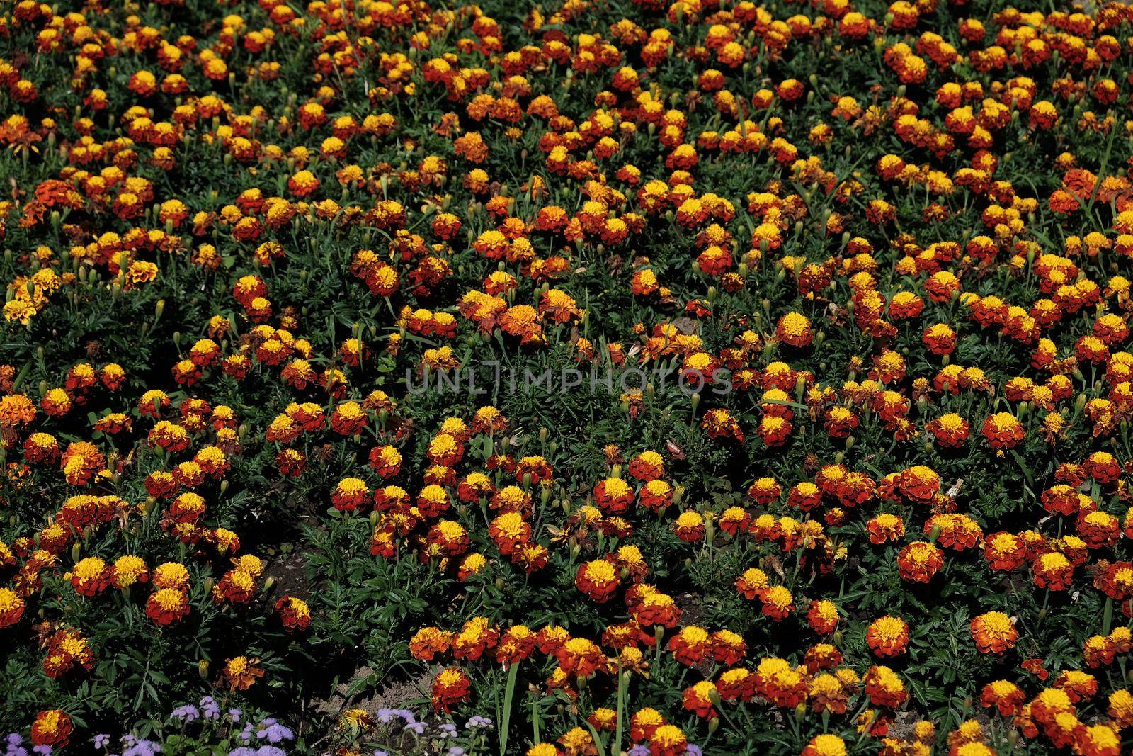 Blossom orange flower in a beautiful day.