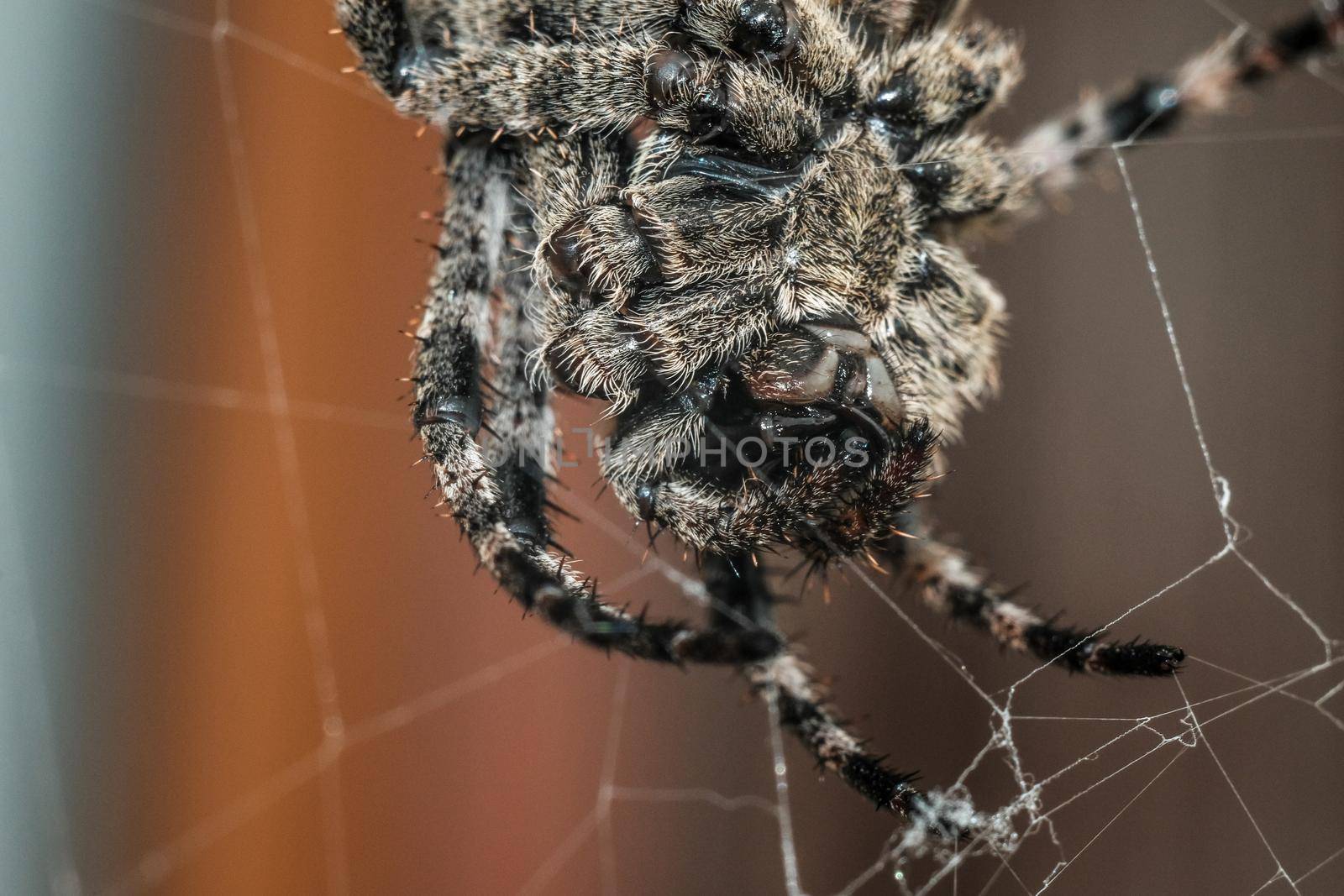 big spider weaving a web macro close-up.