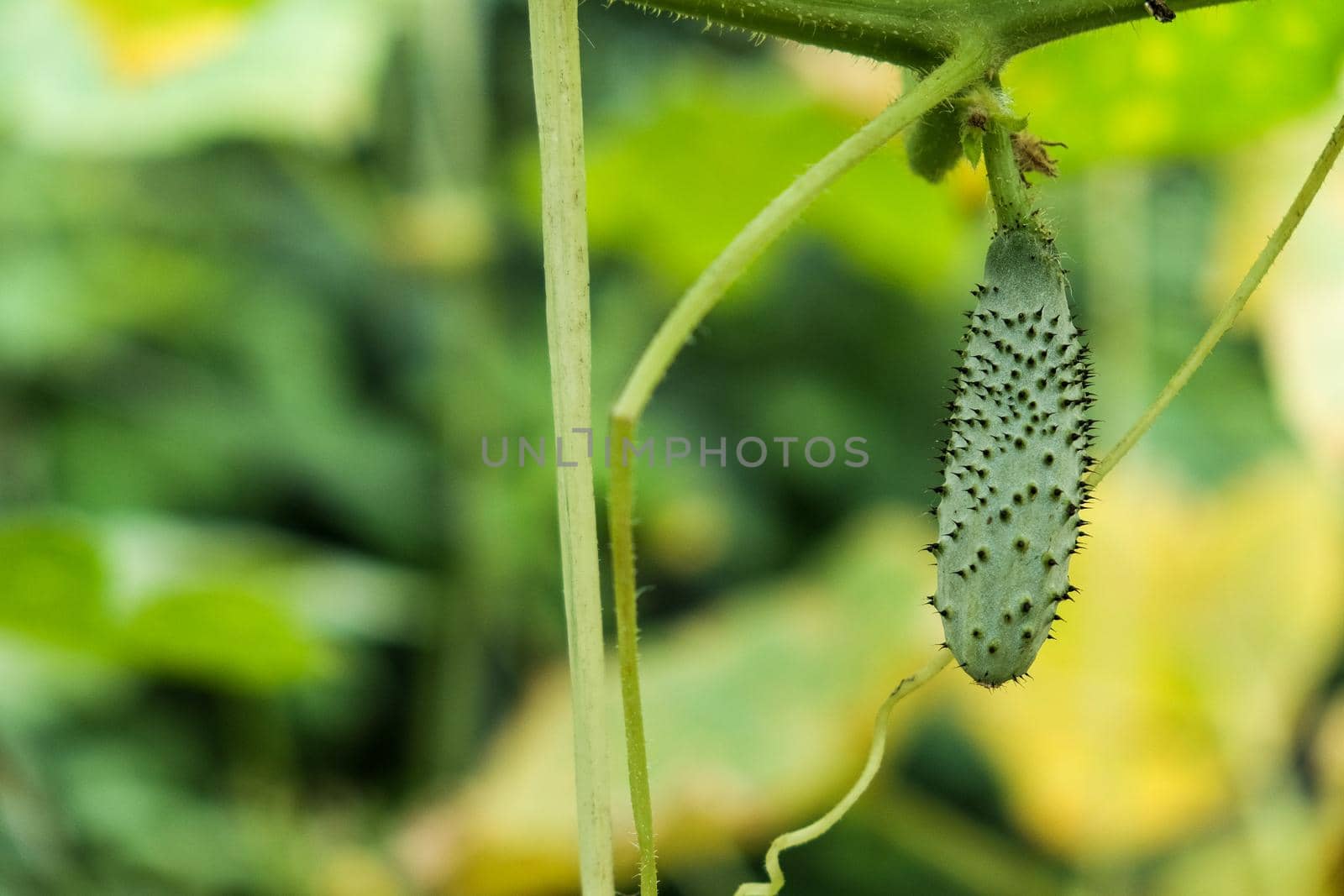 growing cucumbers in the garden. The growth and blooming of greenhouse cucumbers. Organic greenhouse full of cucumber plants.