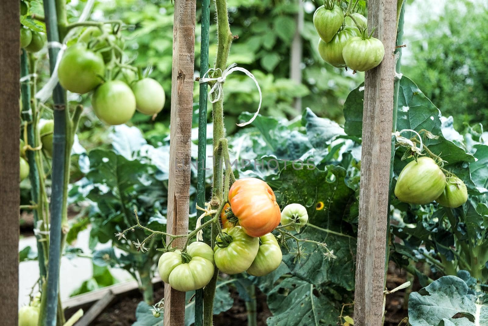 Close-up of green large tomatoes in a vegetable garden. Bio agriculture. Very tasteful tomatoes grown in the family garden, without chemicals. Family tradition of growing vegetables at home.