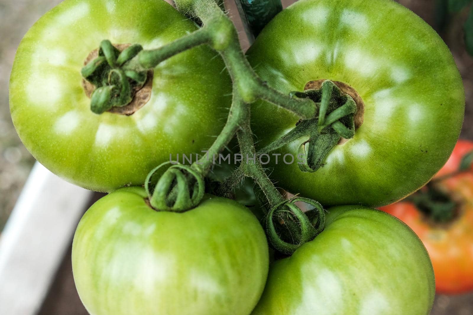 Close-up of green large tomatoes in a vegetable garden. Bio agriculture. Very tasteful tomatoes grown in the family garden, without chemicals. Family tradition of growing vegetables at home.
