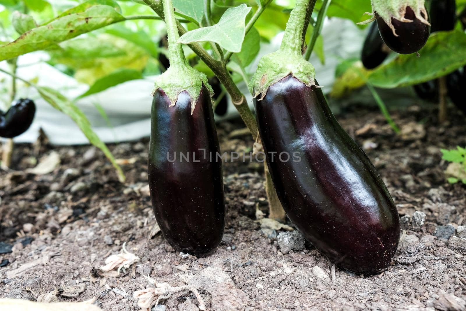 Eggplant fruits growing in the vegetable garden.
