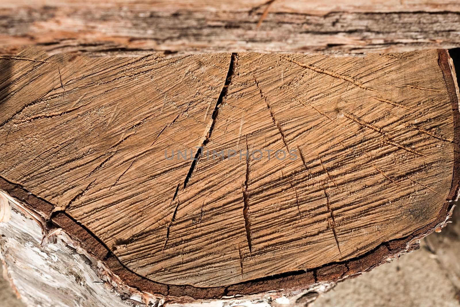 background sawn wood birch, stump, natural wood texture.