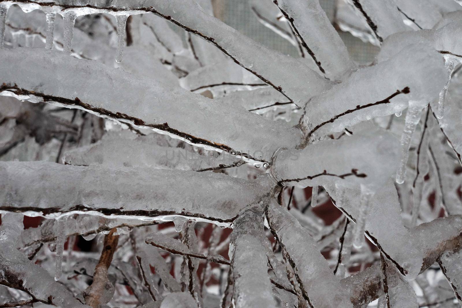 A tree branch covered with ice after a winter ice storm.