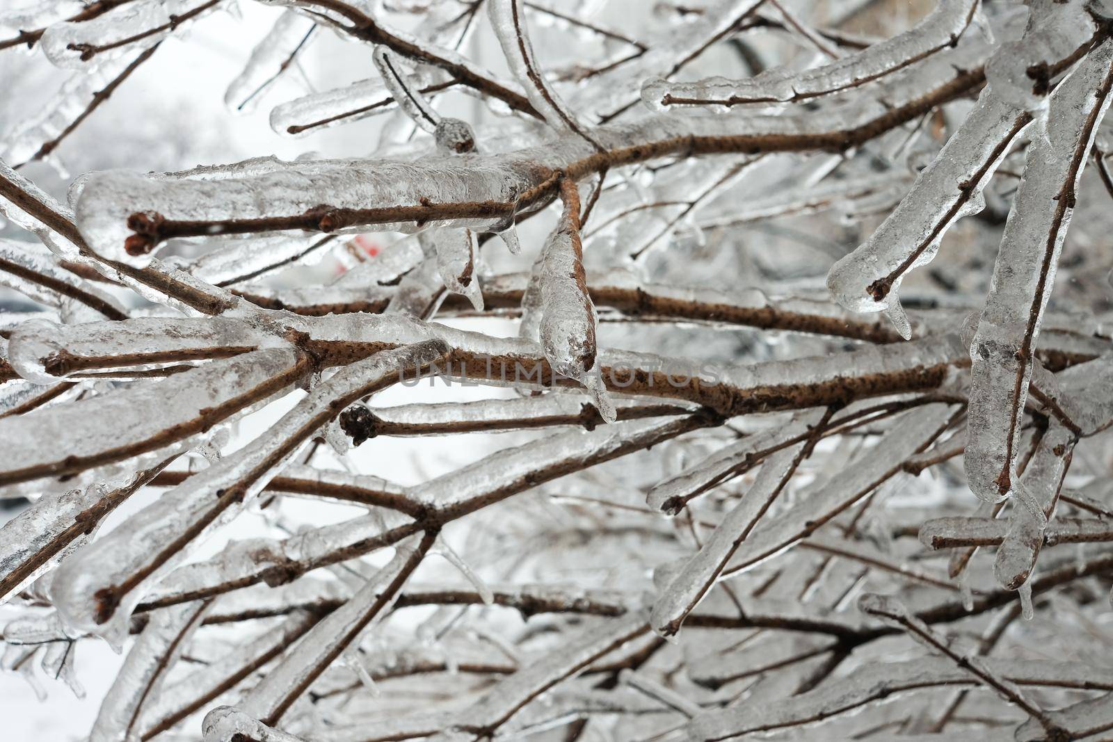 A tree branch covered with ice after a winter ice storm.