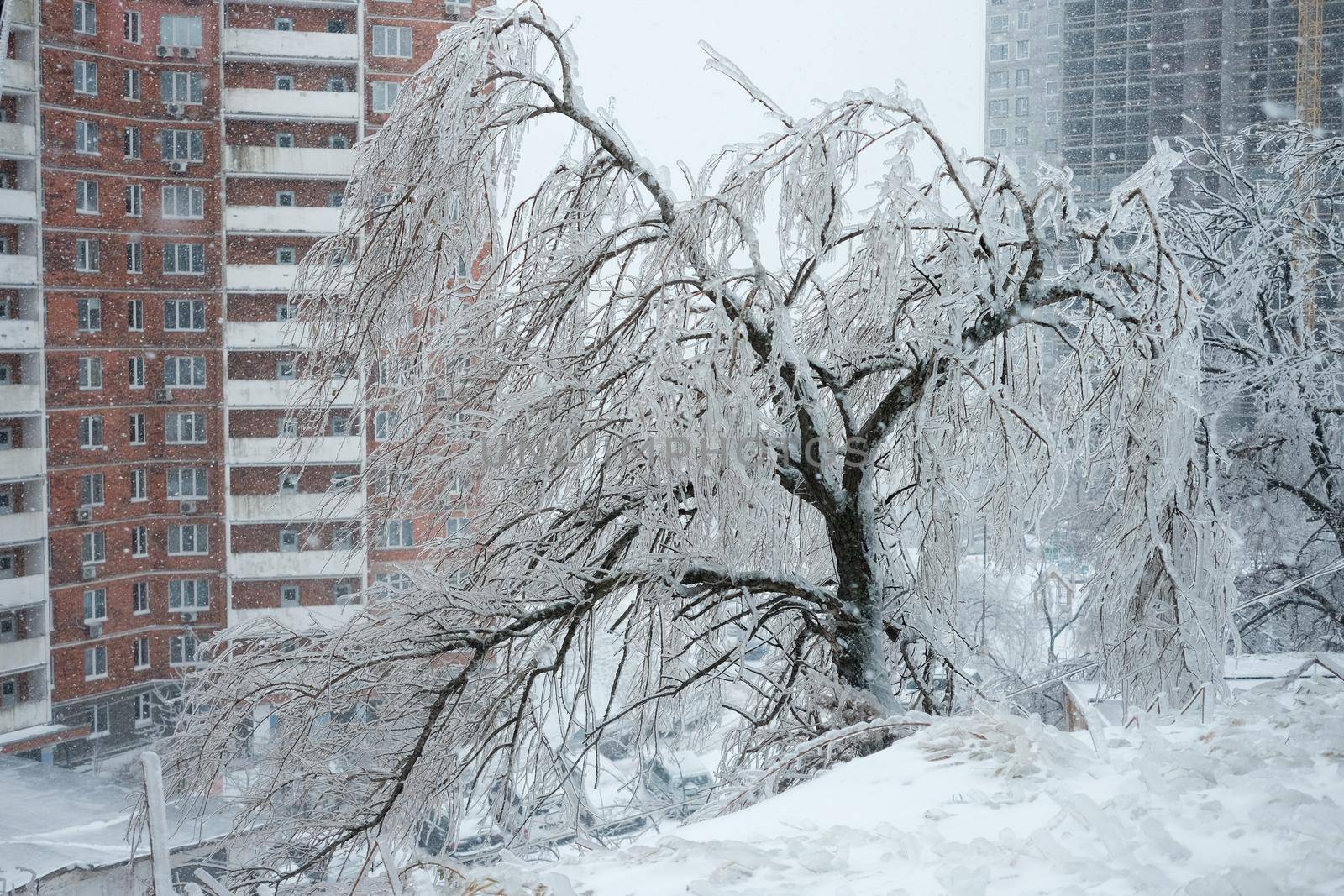 Broken and fallen tree branches after an ice storm. Trees covered with ice and snow. Bad snowy weather.