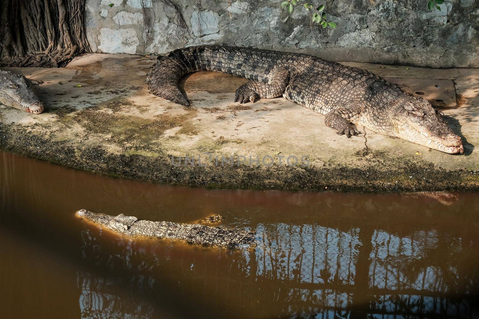 crocodile in the Zoo. alligator in farm show. crocodiles and alligators rests on the shore and in the water.