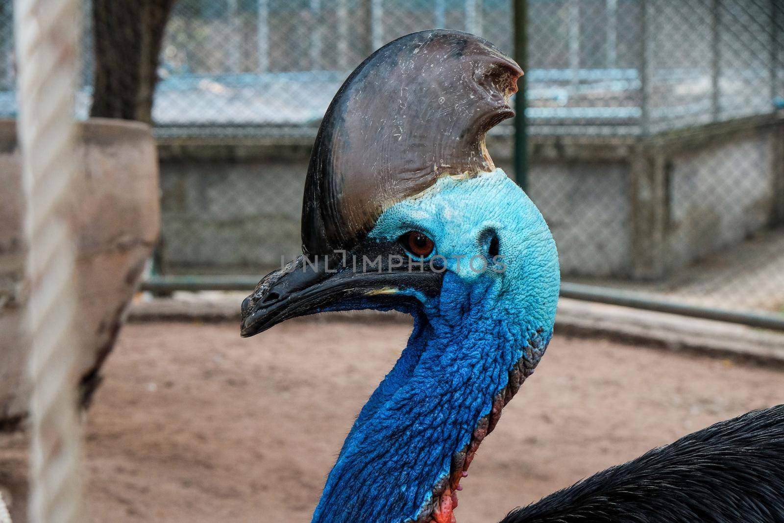 Southern cassowary or double-wattled cassowary. Casuarius casuarius.