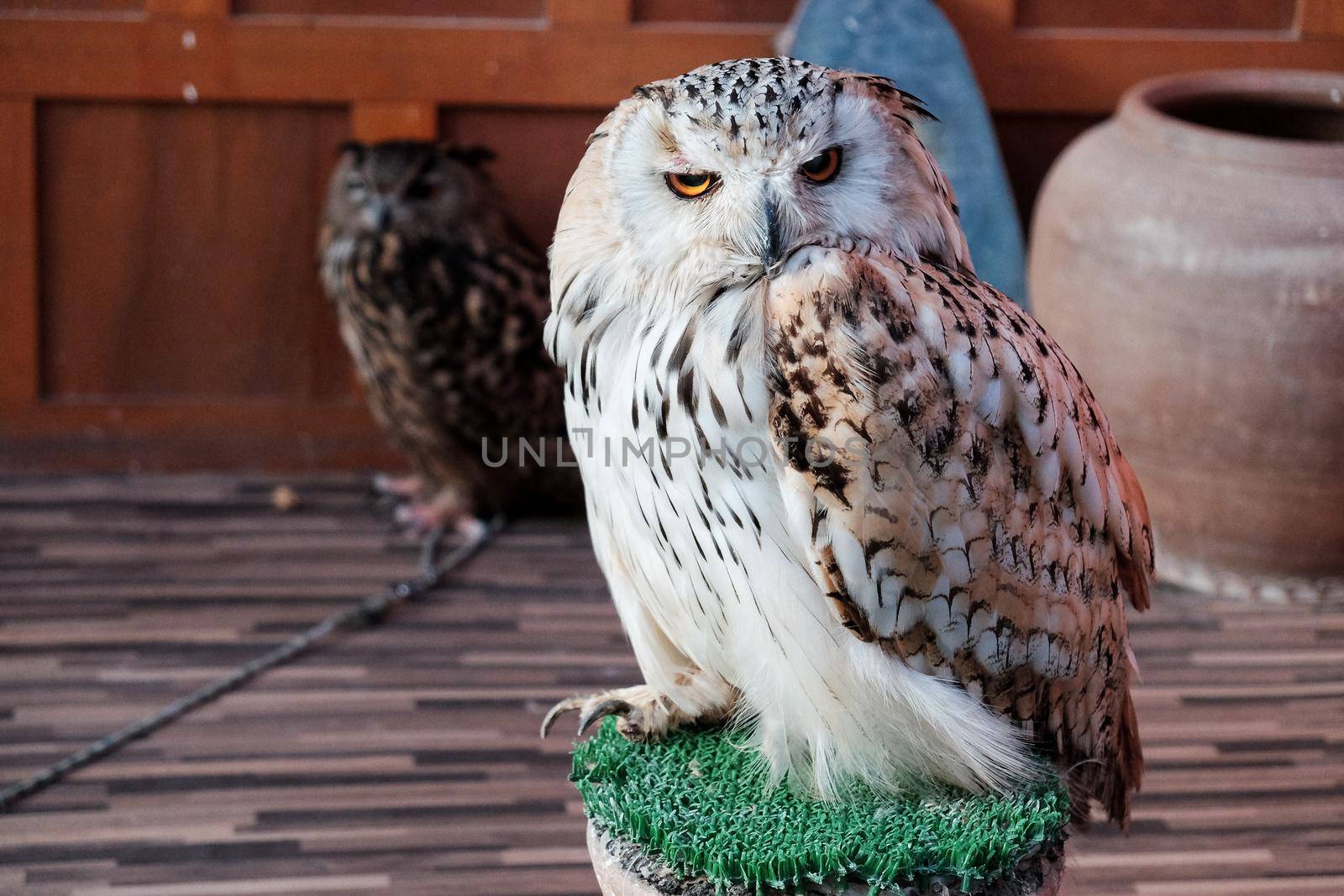owl standing on the grass tree stamp in zoo with soft focus.