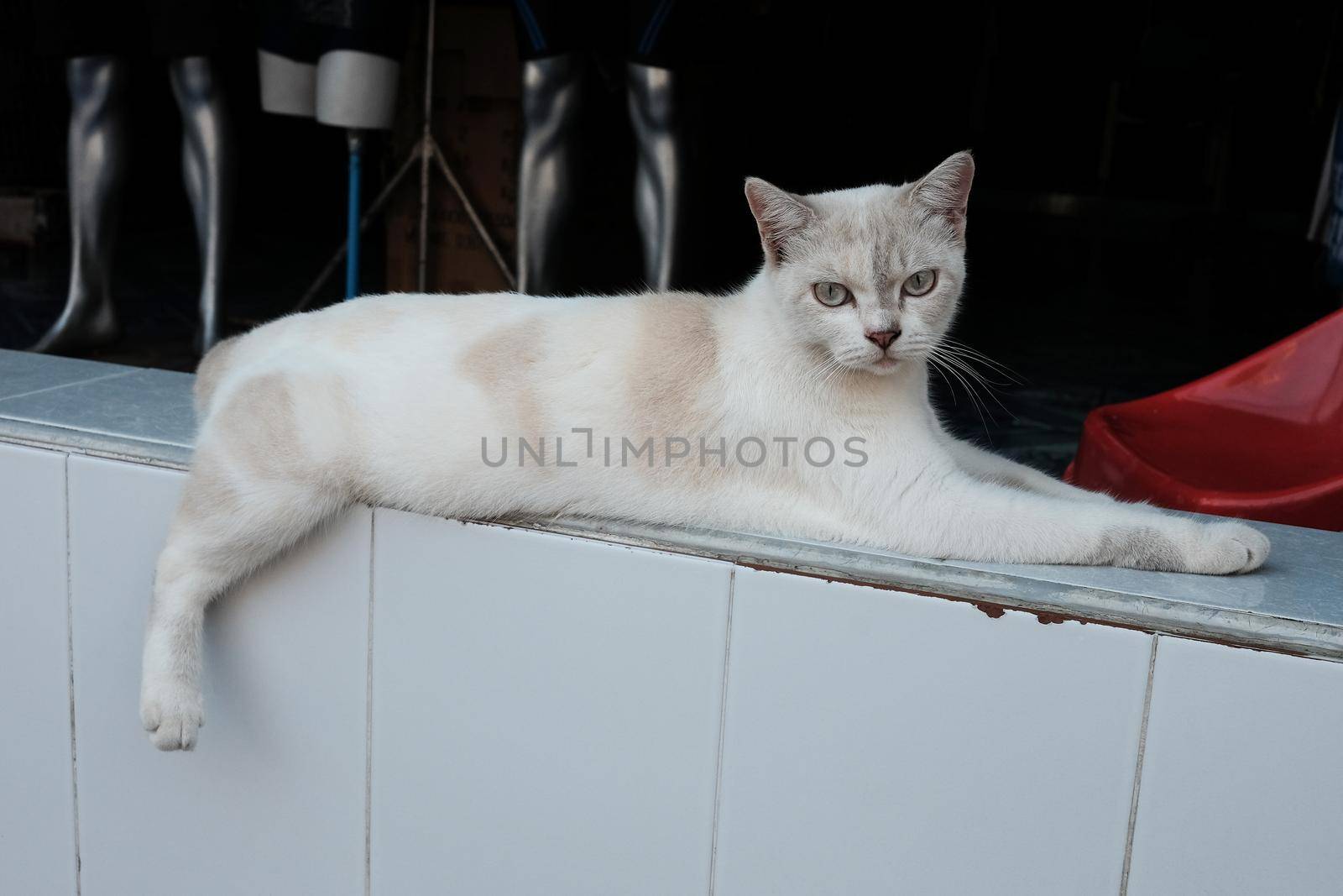 white and gray cat lies on a white tile with its hind paw dangling.