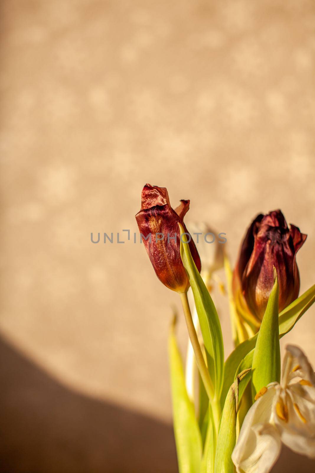 Flowers tulips at home in the warm rays of the winter sun. Beautiful decor and greeting card.