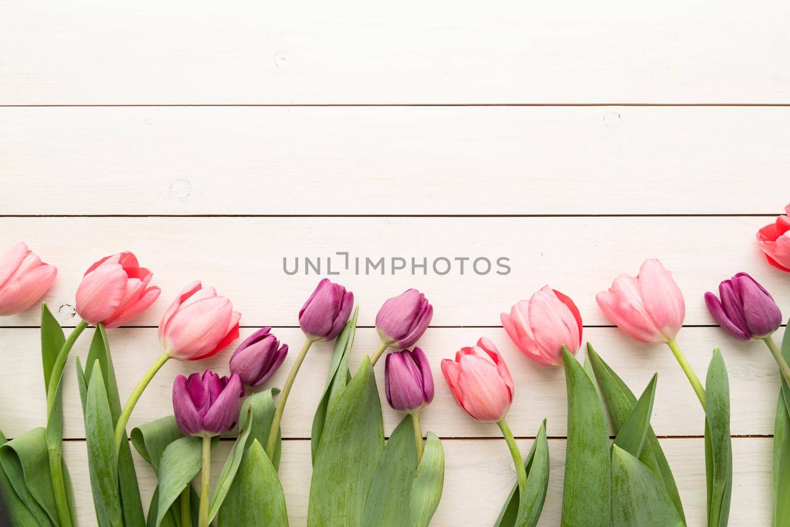 pink and purple tulips over white wooden table background by Desperada