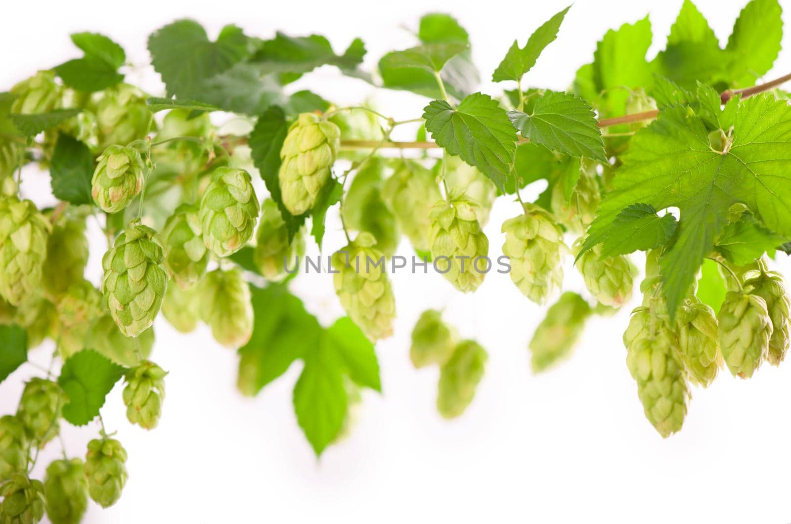 Fresh green hop branch, isolated on a white background. Hop cones for making beer and bread. by aprilphoto