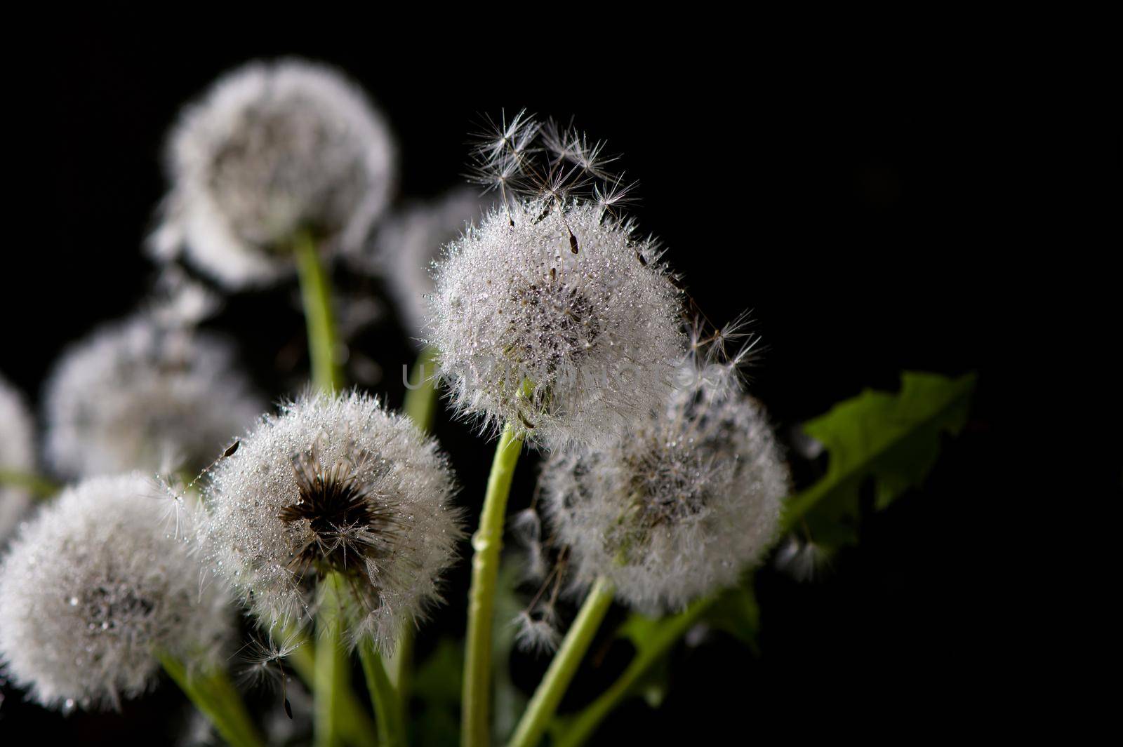 A bouquet of dried dandelions in a jar of water on a black background. by aprilphoto