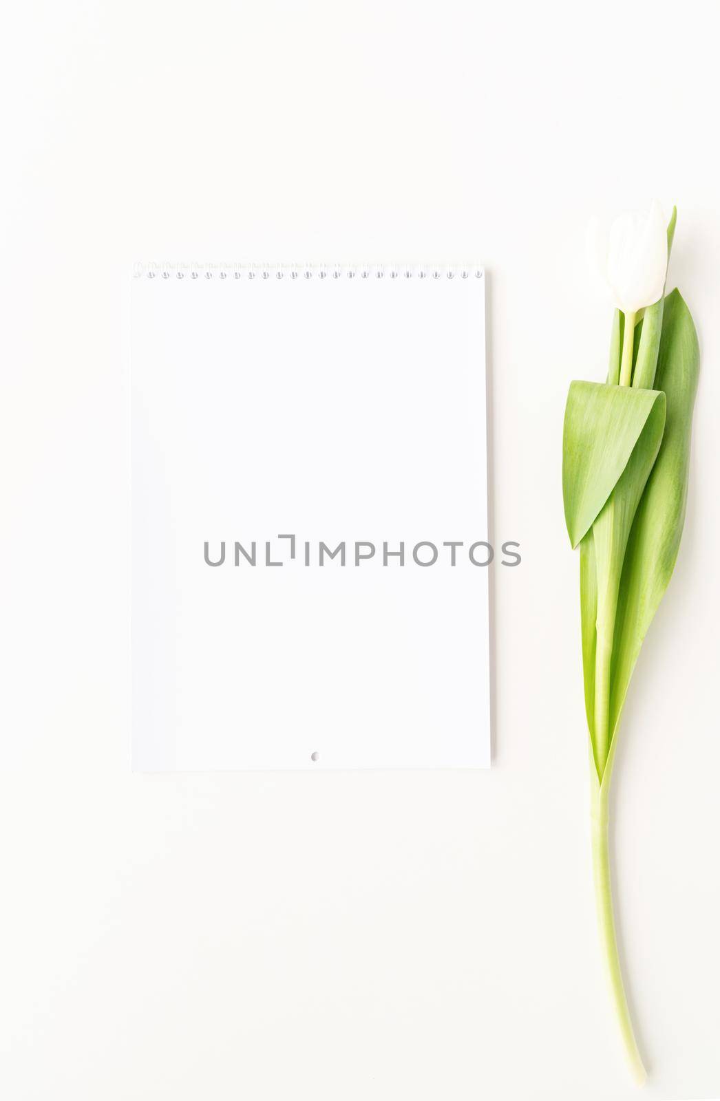 Top view of blank calendar for mock up design and white tulip. Spring concept.
