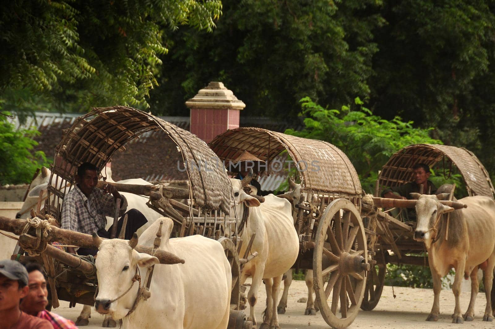 BAGAN, MYANMAR - NOVEMBER 18, 2015 View of village farmers sitting in carts and riding in row with bulls in harness, Myanmar. Farmers in carts harness with bulls