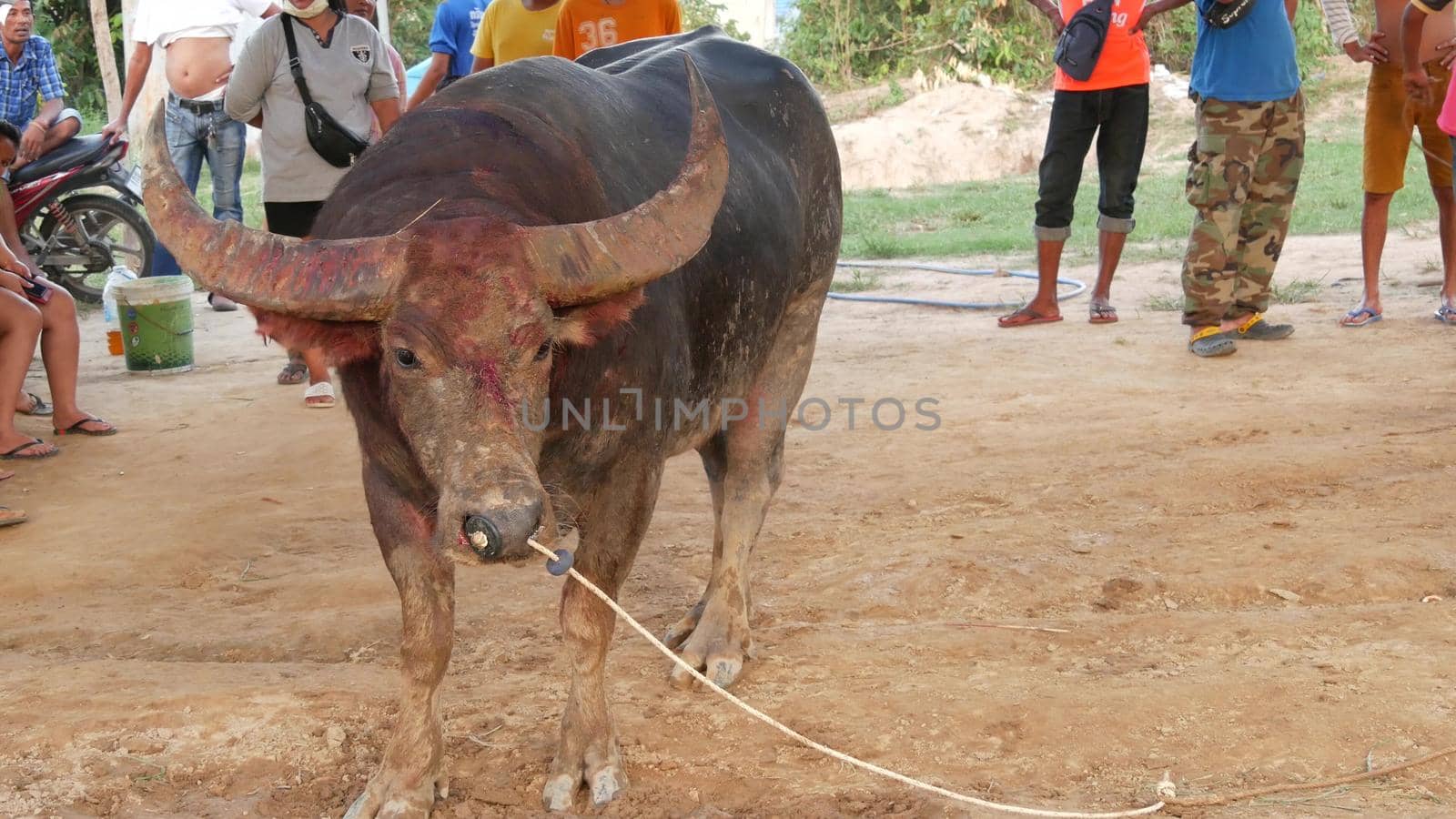 KOH SAMUI, THAILAND - 24 MAY 2019 Rural thai people gather during festival and arrange the traditional battles of their angry water buffaloes on makeshift public arena and betting on these bull fight by DogoraSun