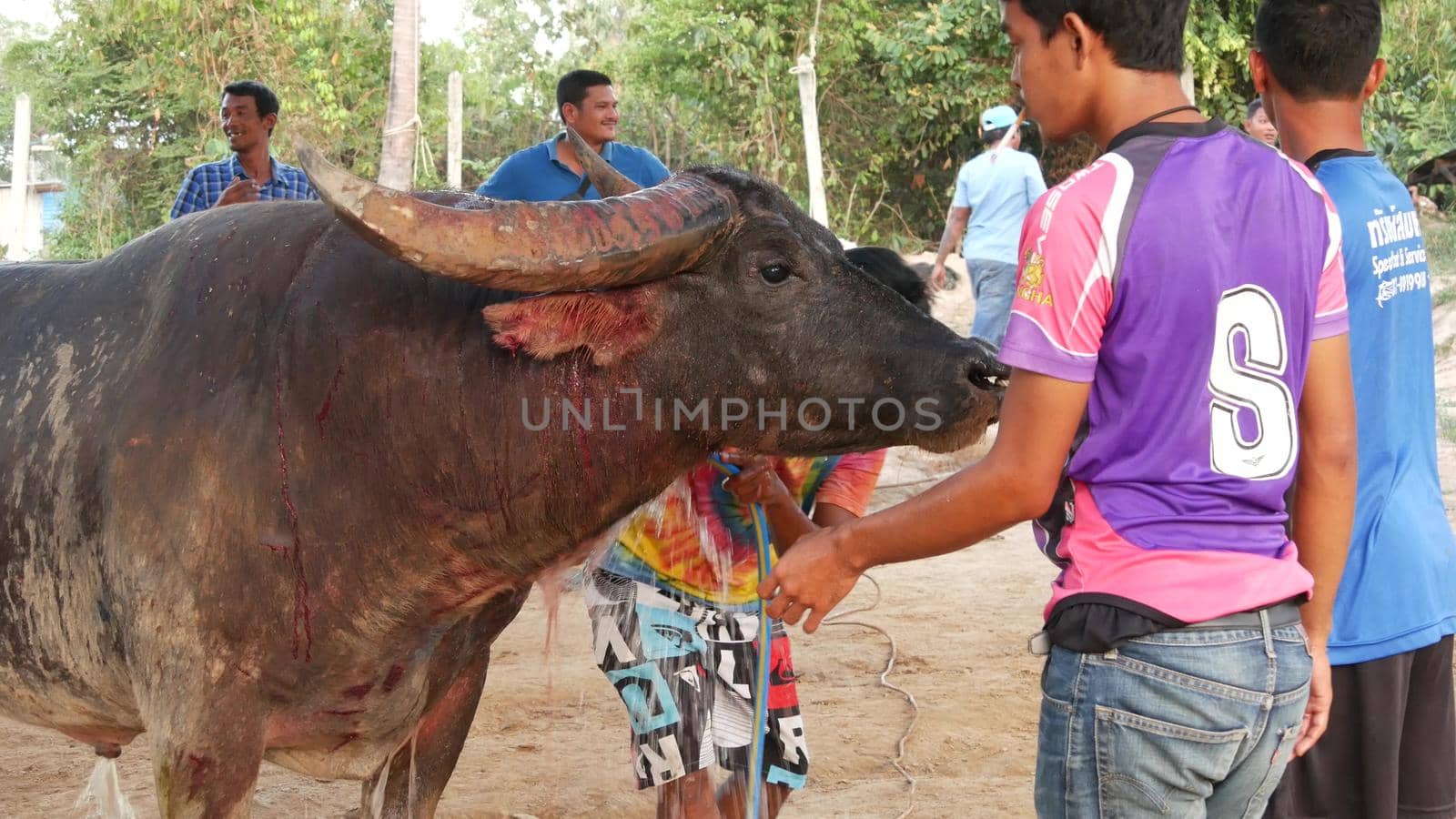 KOH SAMUI, THAILAND - 24 MAY 2019 Rural thai people gather during festival and arrange the traditional battles of their angry water buffaloes on makeshift public arena and betting on these bull fight by DogoraSun