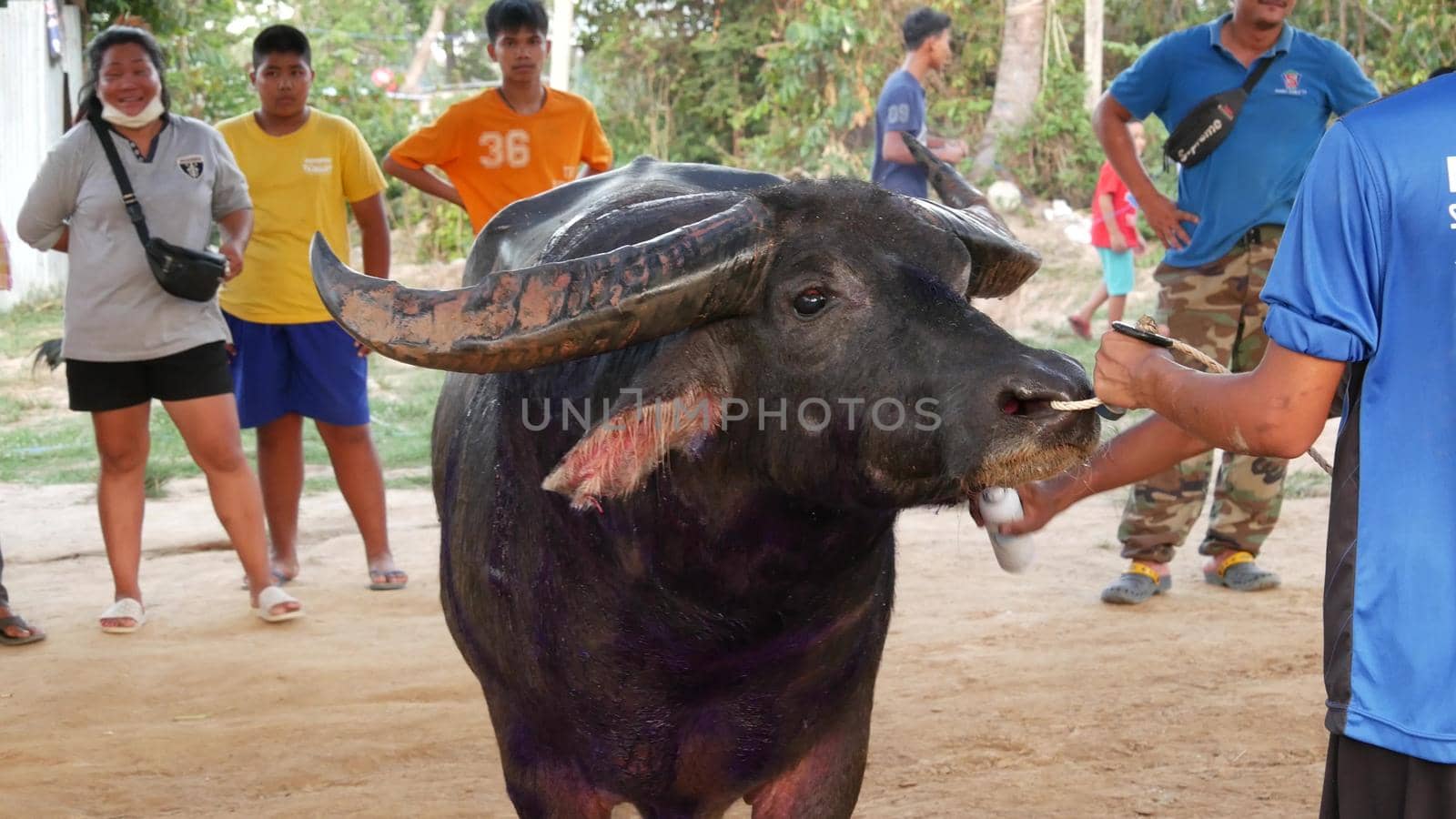 KOH SAMUI, THAILAND - 24 MAY 2019 Rural thai people gather during festival and arrange the traditional battles of their angry water buffaloes on makeshift public arena and betting on these bull fights