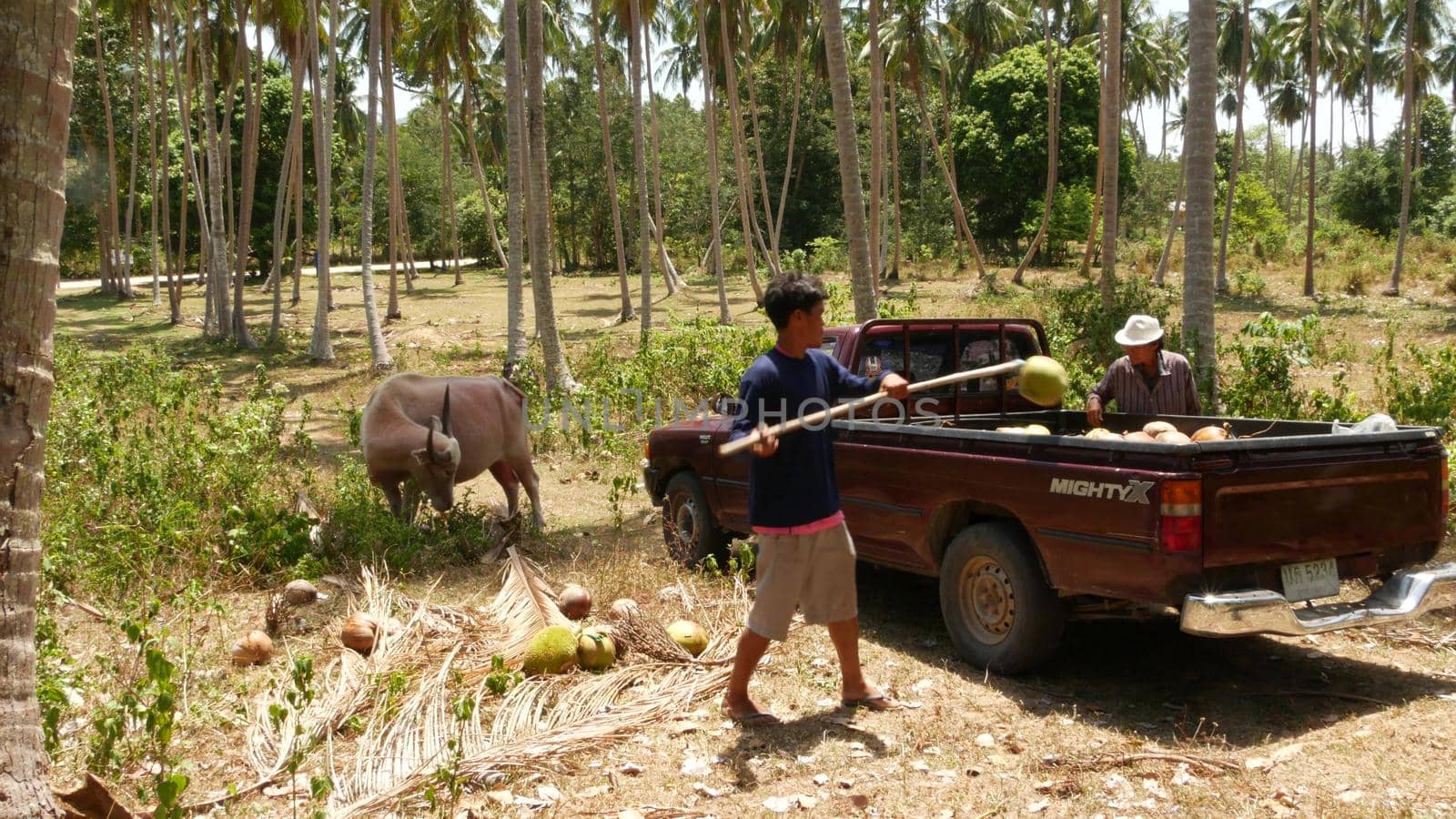 SAMUI, THAILAND - MAY 27, 2019: Brown water buffalo and thai man gathering coconuts. Back view of man on palm plantation and a bull grazing. Agriculture concept, traditional livestock in Asia. by DogoraSun