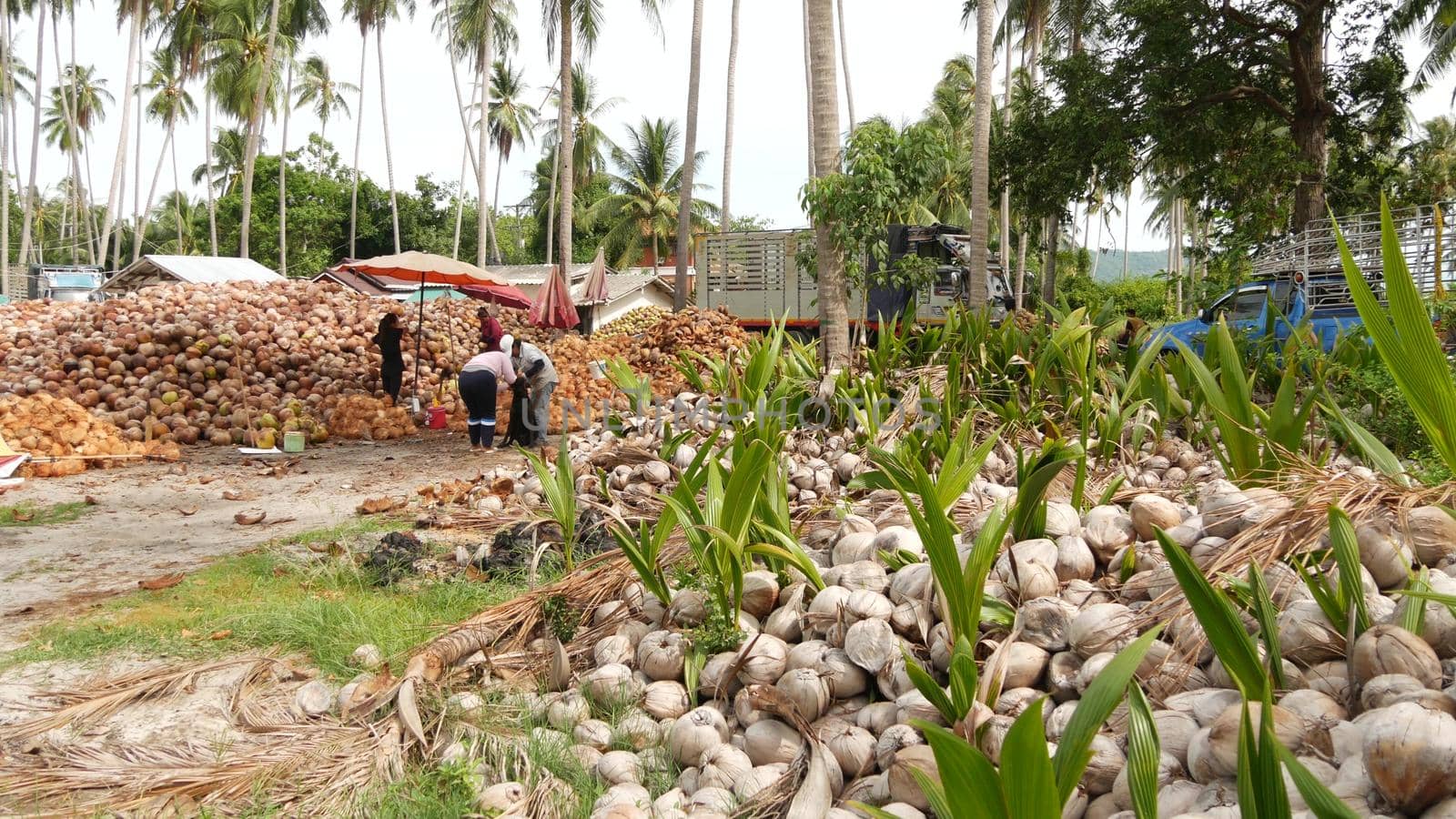 KOH SAMUI ISLAND, THAILAND - 1 JULY 2019: Asian thai men working on coconut plantation sorting nuts ready for oil and pulp production. Traditional asian agriculture and job