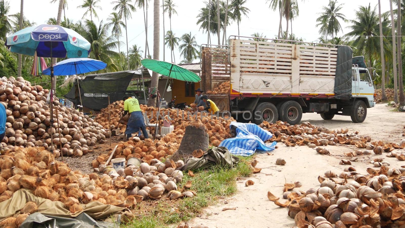 KOH SAMUI ISLAND, THAILAND - 1 JULY 2019: Asian thai men working on coconut plantation sorting nuts ready for oil and pulp production. Traditional asian agriculture and job