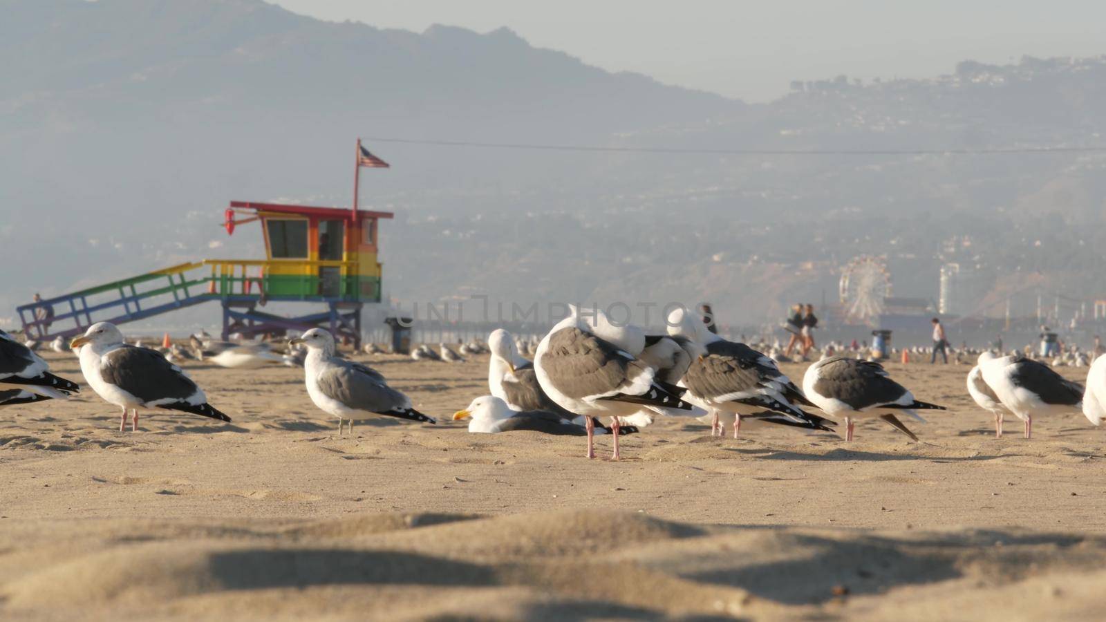 LOS ANGELES CA USA - 16 NOV 2019: California summertime Venice beach aesthetic. Sea gulls on sunny california coast, iconic retro wooden rainbow lgbt pride lifeguard watchtower near Santa Monica by DogoraSun