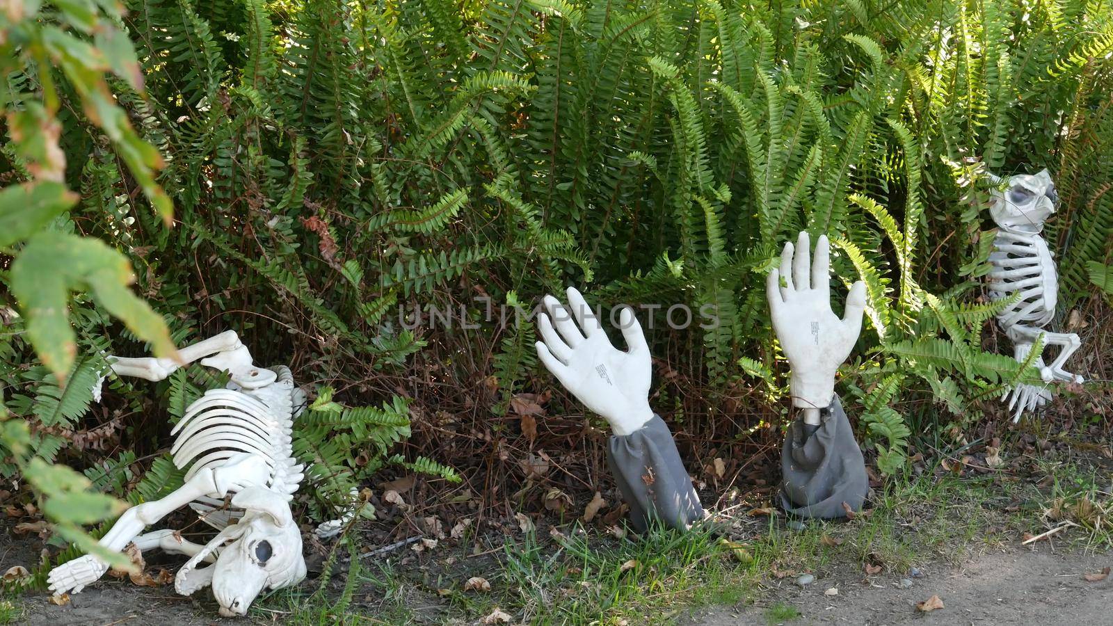 LOS ANGELES, CALIFORNIA, USA - 29 OCT 2019: Scary festival decorations of a house, Happy Halloween holiday. Classic garden with Pumpkin, Bones and Skeleton. Traditional party decor. American culture by DogoraSun