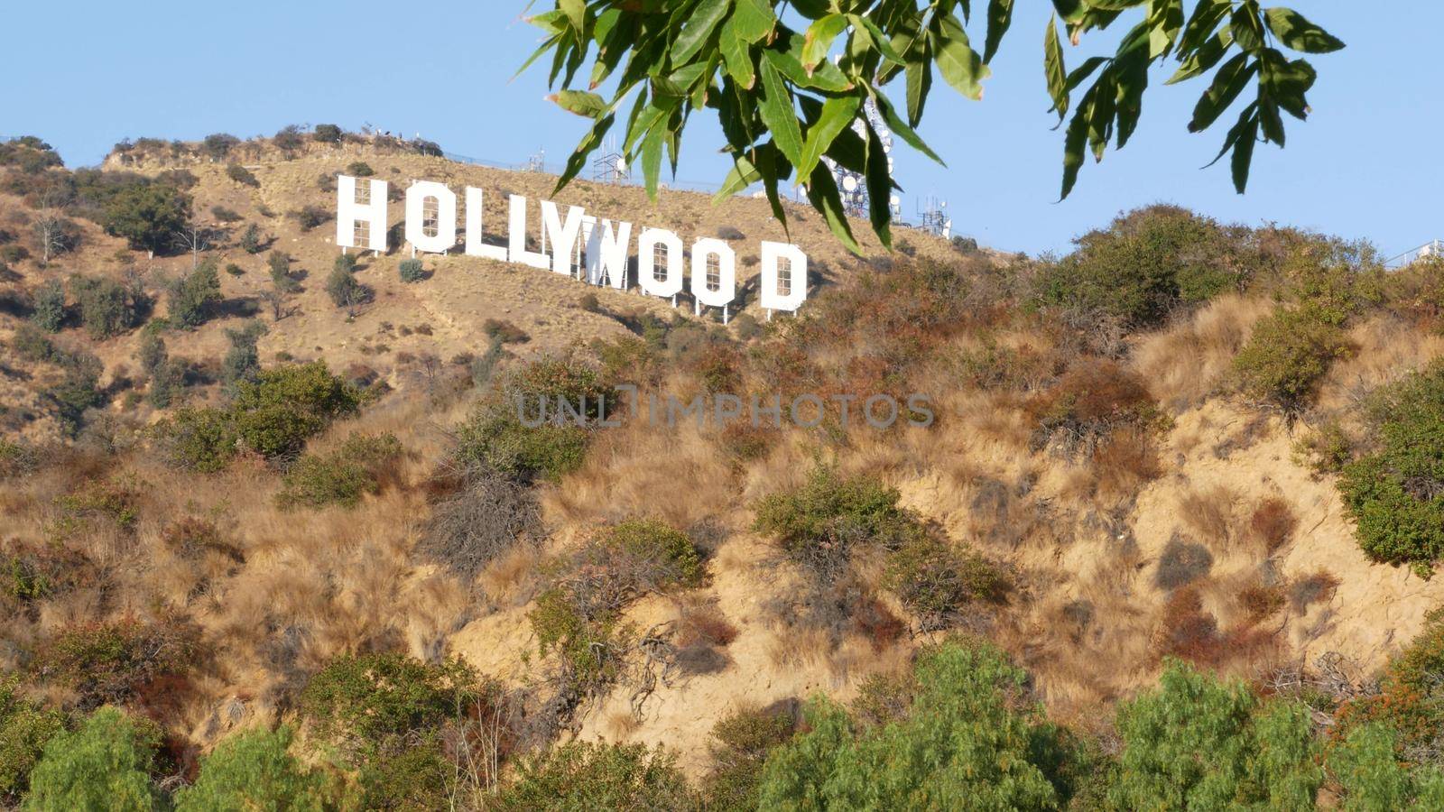 LOS ANGELES, CALIFORNIA, USA - 7 NOV 2019: Iconic Hollywood sign. Big letters on hills as symbol of cinema, movie studios and entertainment industry. Large text on mountain, view thru green leaves by DogoraSun