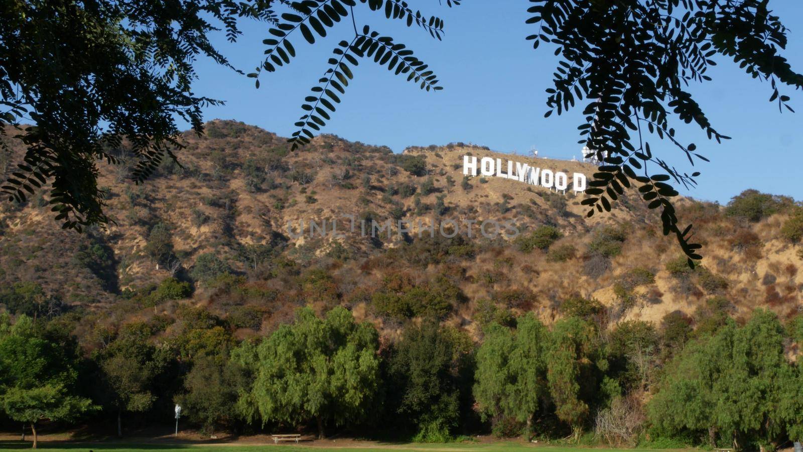 LOS ANGELES, CALIFORNIA, USA - 7 NOV 2019: Iconic Hollywood sign. Big letters on hills as symbol of cinema, movie studios and entertainment industry. Large text on mountain, view thru green leaves.