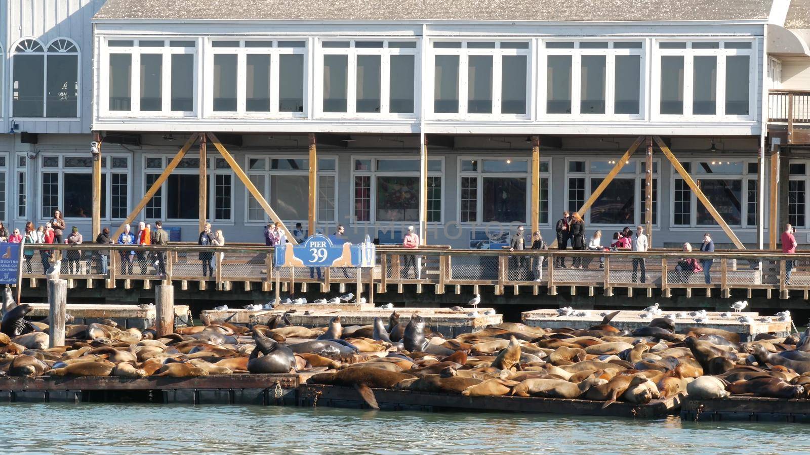 SAN FRANCISCO, CALIFORNIA, USA - 25 NOV 2019: Many seals on pier 39, tourist landmark. People near sea lion rookery in natural habitat . Colony of wild marine mammals at harbor dock, herd at wharf.