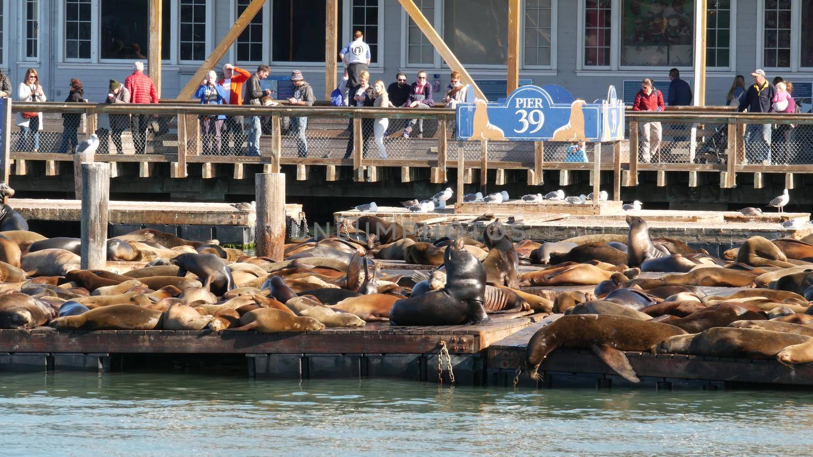 SAN FRANCISCO, CALIFORNIA, USA - 25 NOV 2019: Many seals on pier 39, tourist landmark. People near sea lion rookery in natural habitat . Colony of wild marine mammals at harbor dock, herd at wharf.