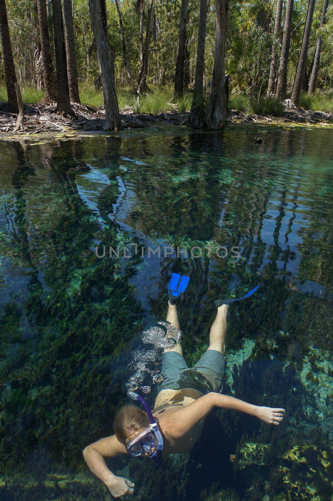 young man is swiming in mataranka hot springs in waterhouse river, mataranka, northern territory, australia, by bettercallcurry