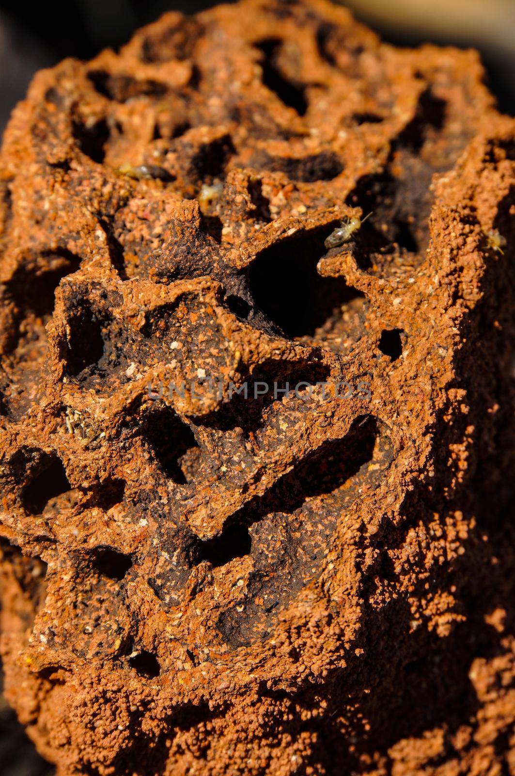 close up of the inside of a Red termite mound, northern territory