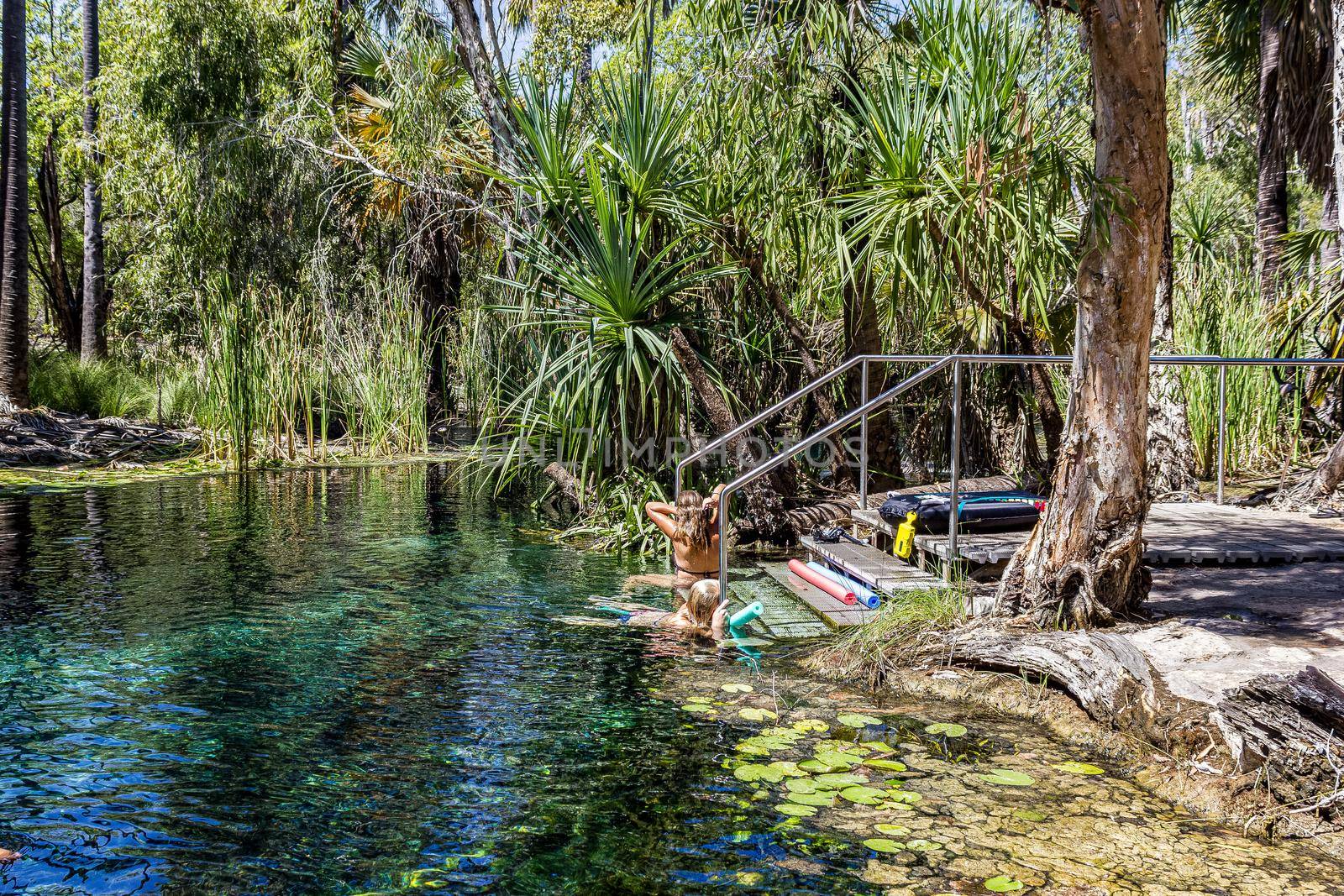 in australia mataranka river the palm and the lake in the nature