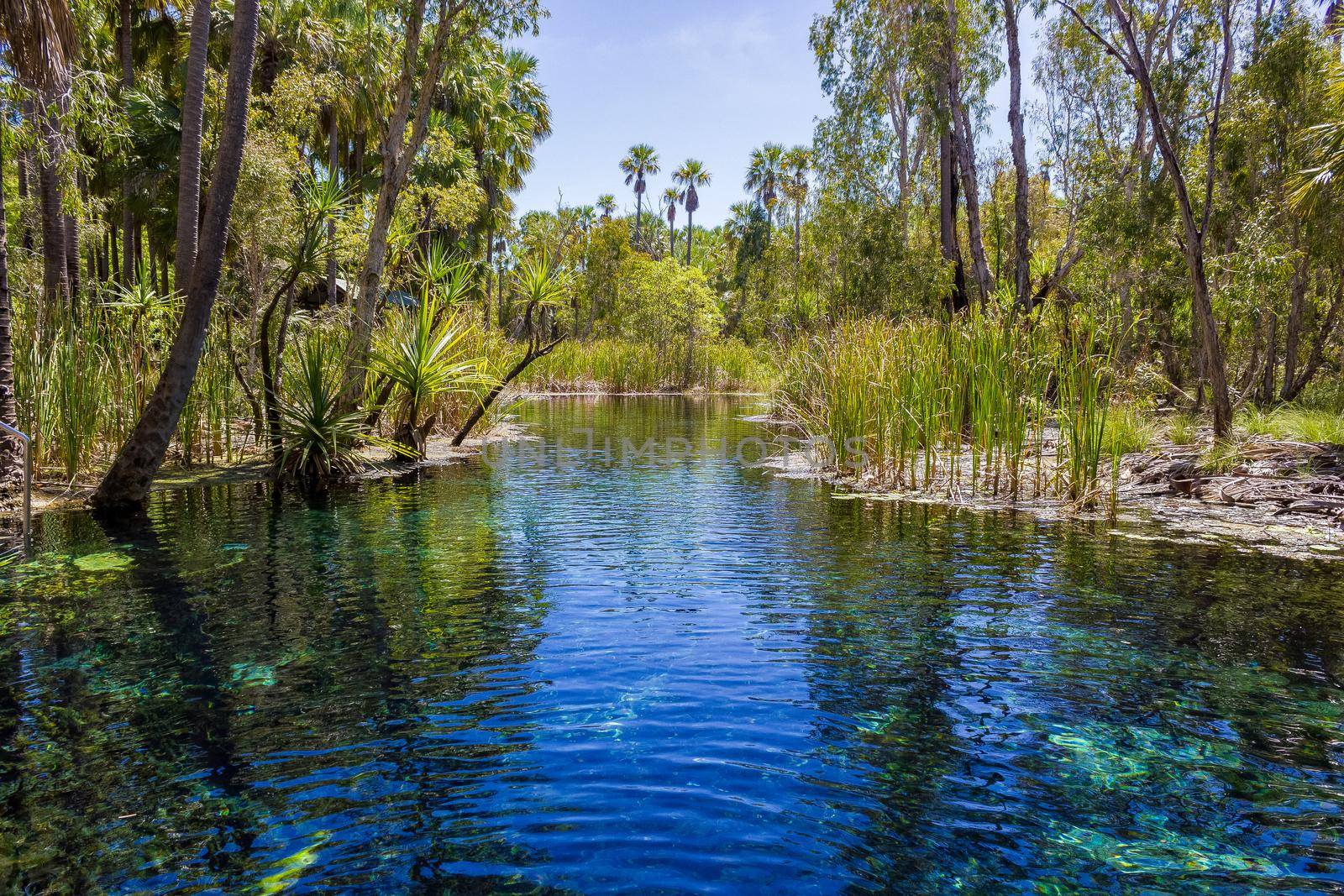 mataranka hot springs in waterhouse river, mataranka, northern territory, australia