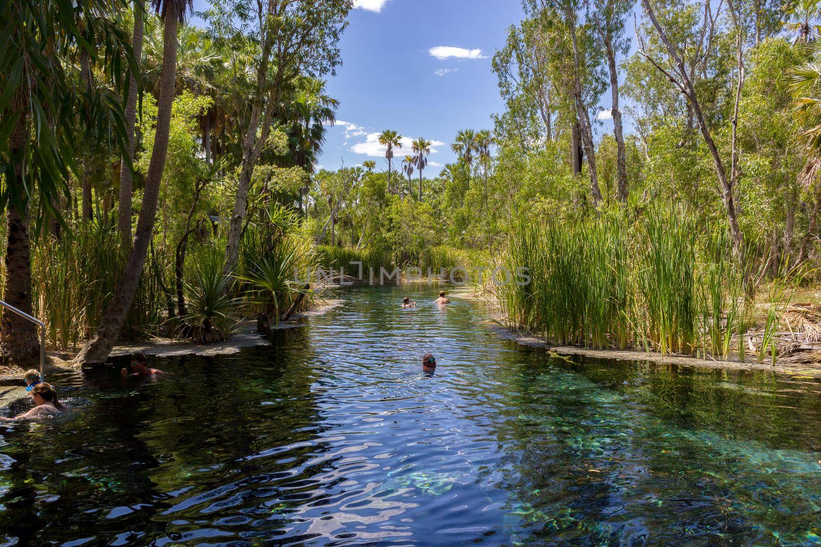 young women is swiming in mataranka hot springs in waterhouse river, mataranka, northern territory, australia, by bettercallcurry