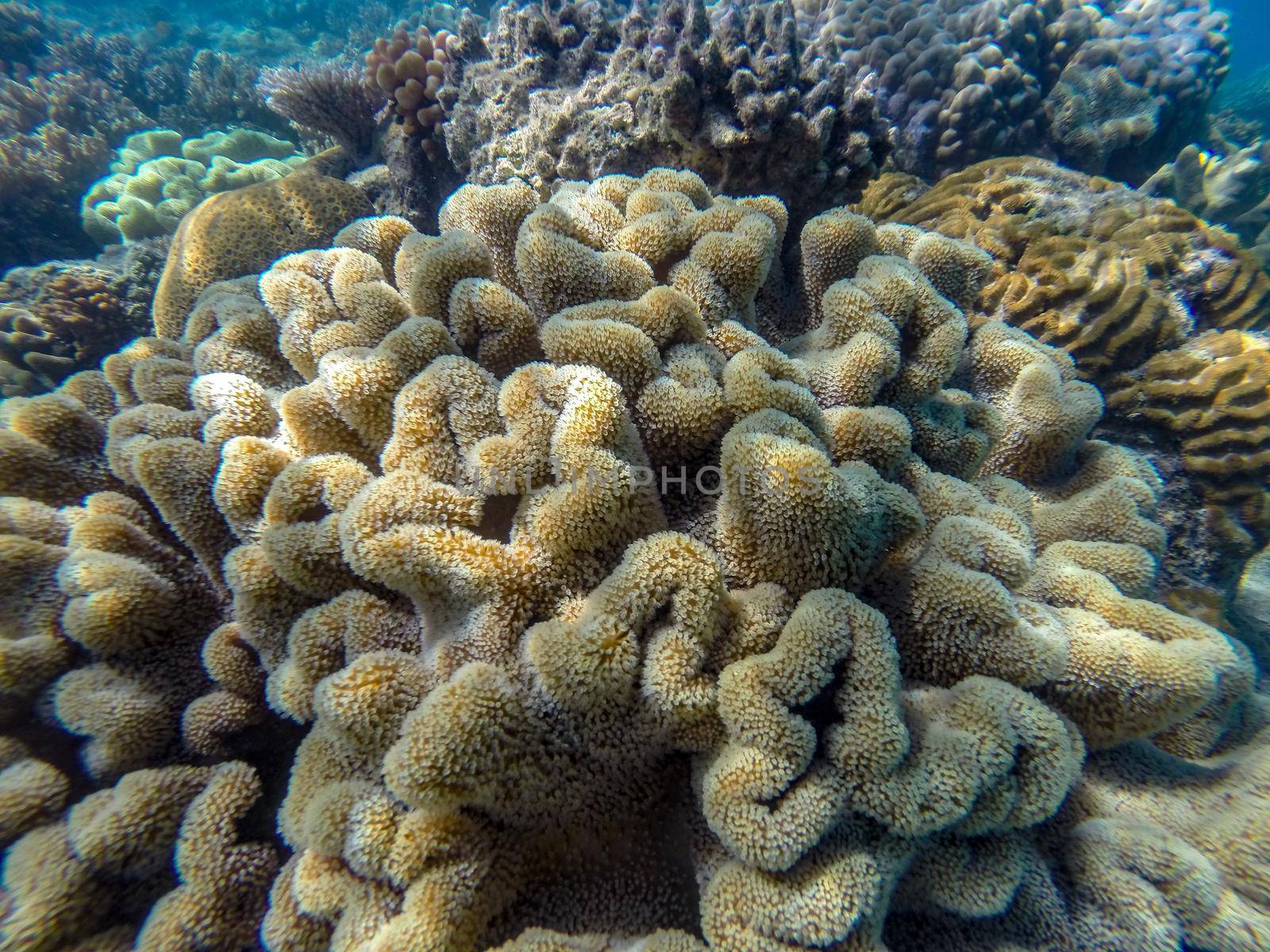 Colorful corals in shallow water at Outer Barrier Reef - Great Barrier Reef Australia by bettercallcurry
