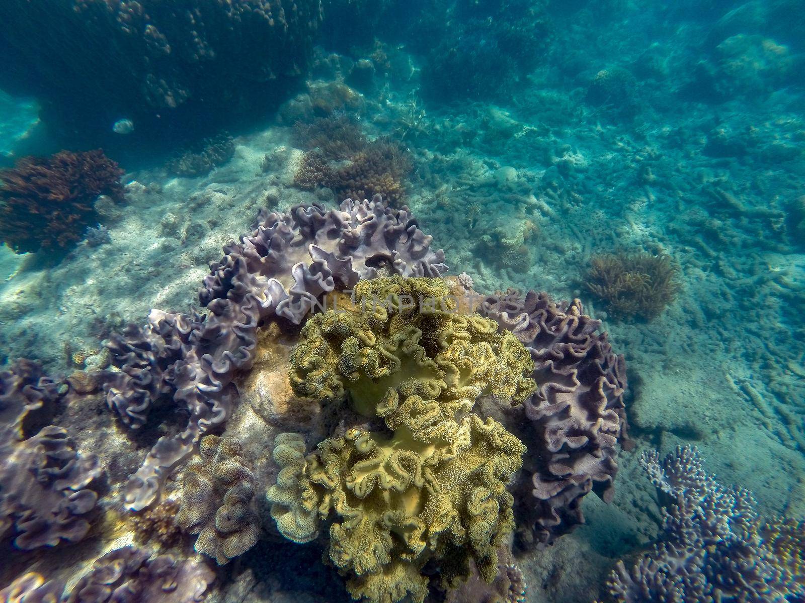 Colorful corals in shallow water at Outer Barrier Reef - Great Barrier Reef