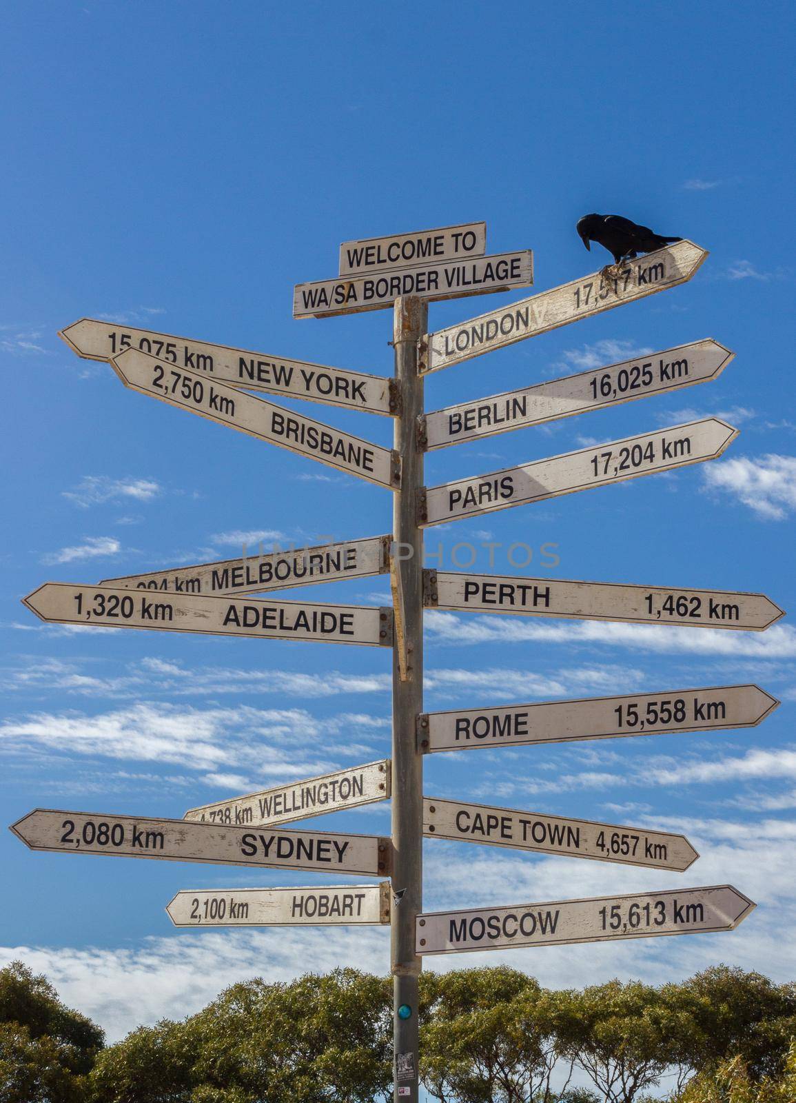Crow sitting on a Milestone sign in the Nullabor dessert, Australia by bettercallcurry